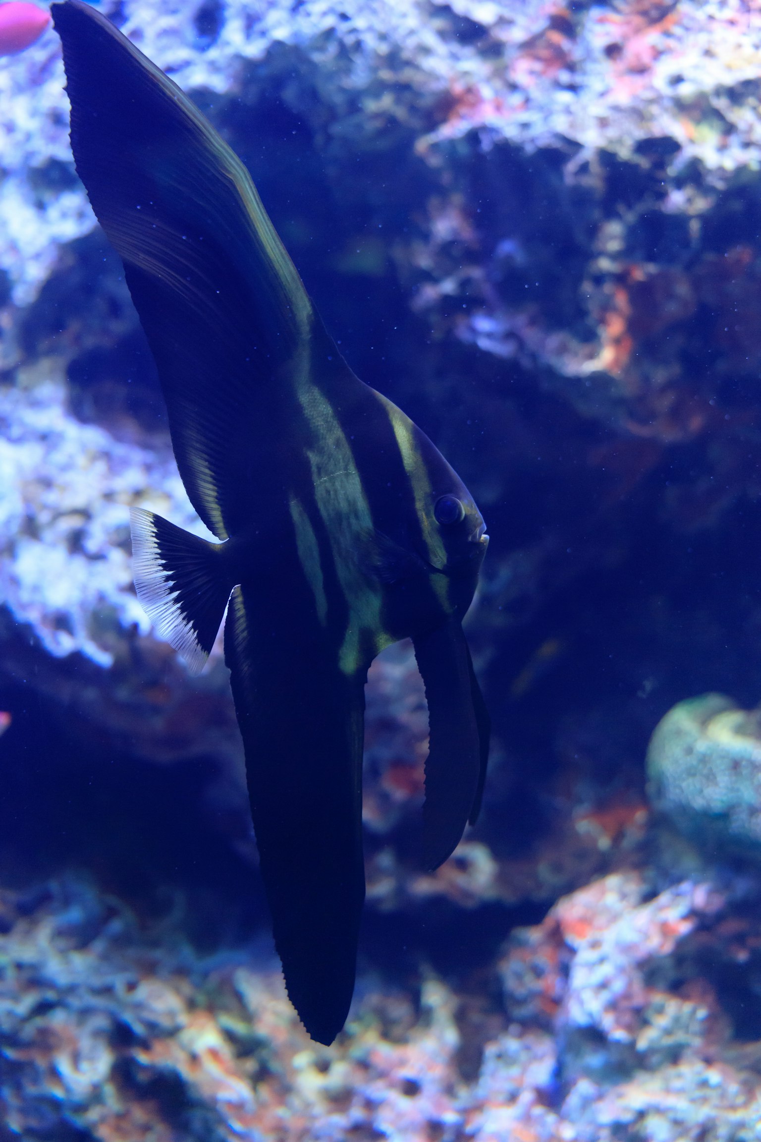 Ein schwarzer Fisch schwimmt zwischen Felsen in einem Aquarium