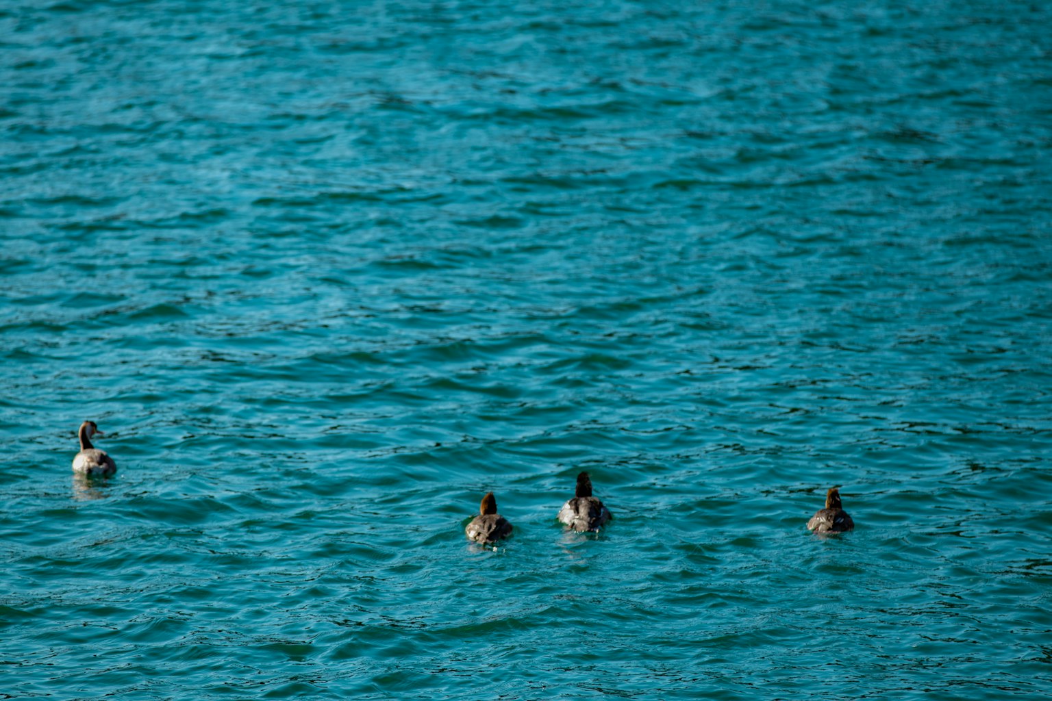 Vier Enten schwimmen auf einer ruhigen blauen Wasseroberfläche