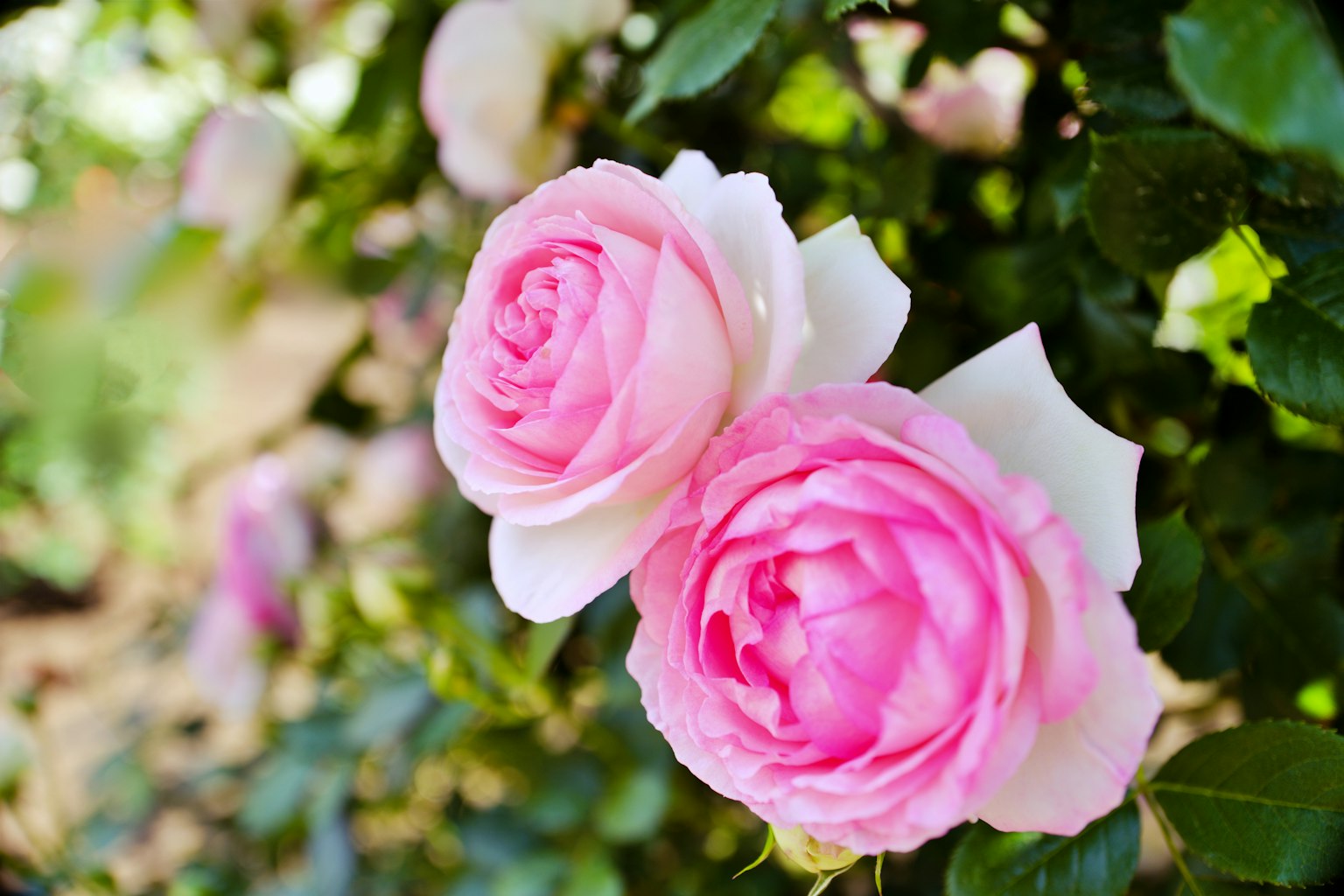 Dos rosas rosas floreciendo sobre un fondo verde