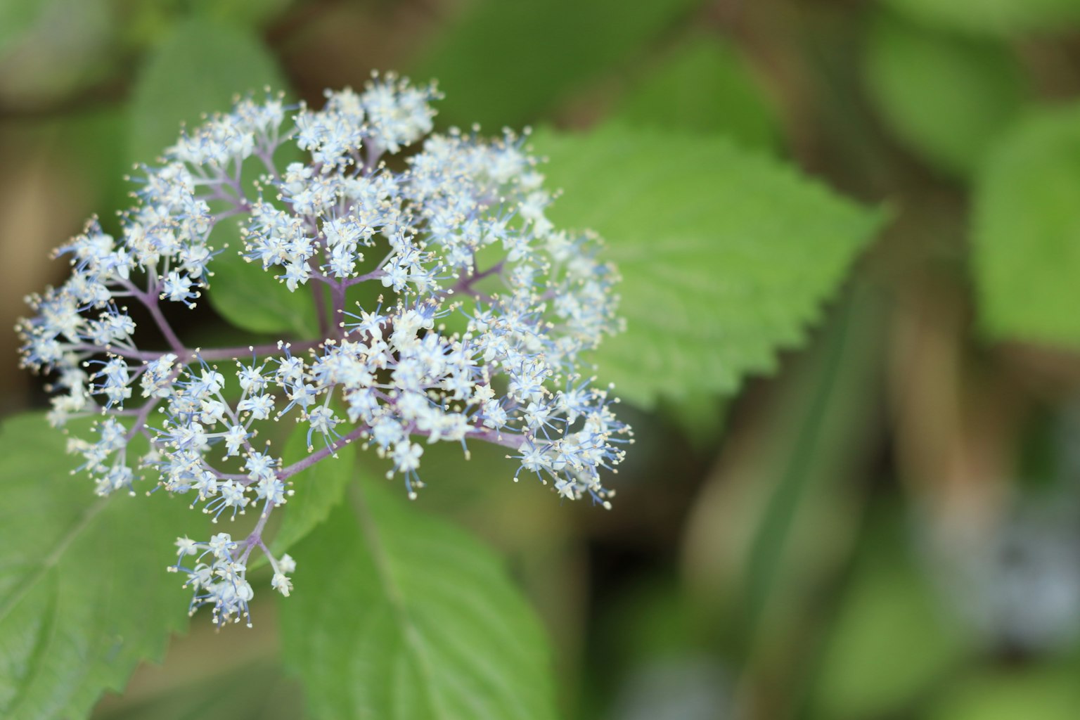 Nahaufnahme von grünen Blättern mit kleinen weißen Blumen