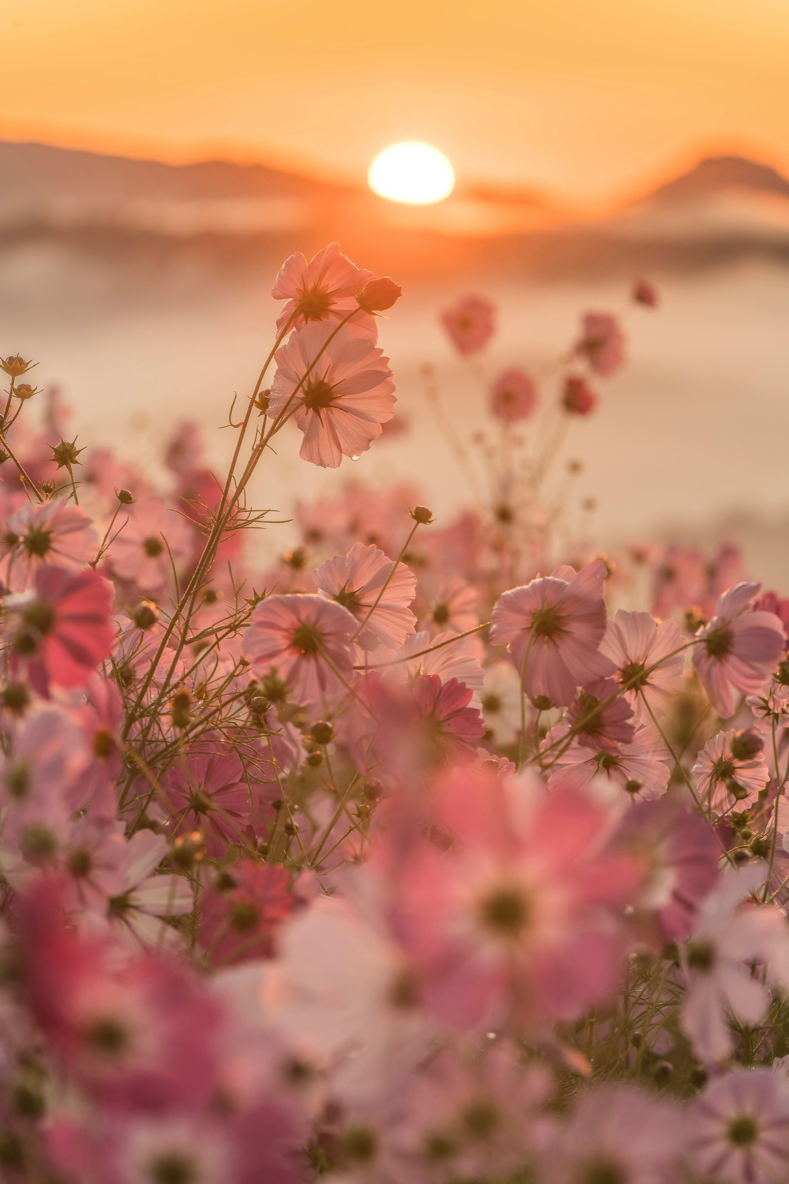 Close-up of cosmos flowers with a sunset in the background