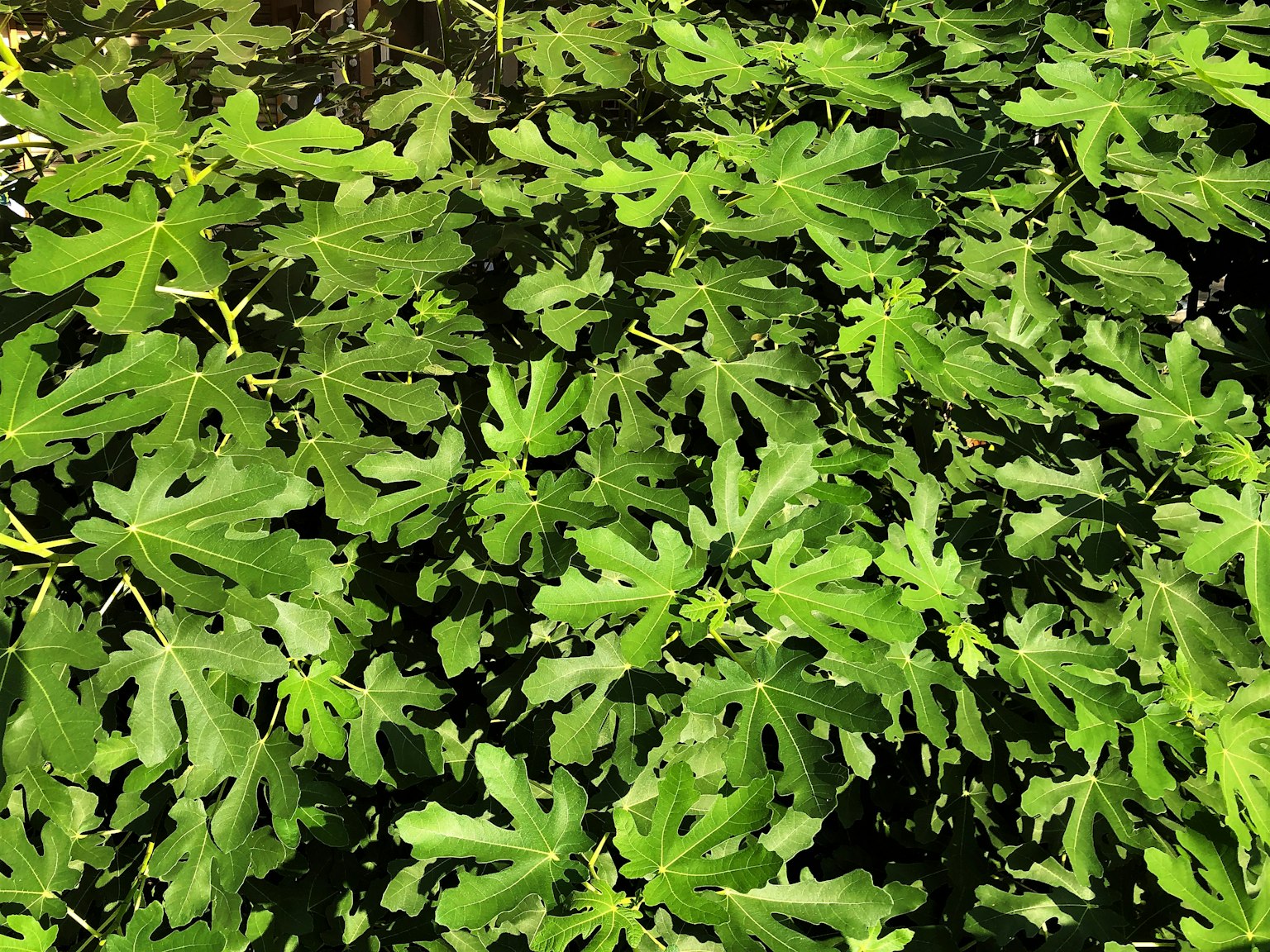 Groupe dense de feuilles vertes vibrantes