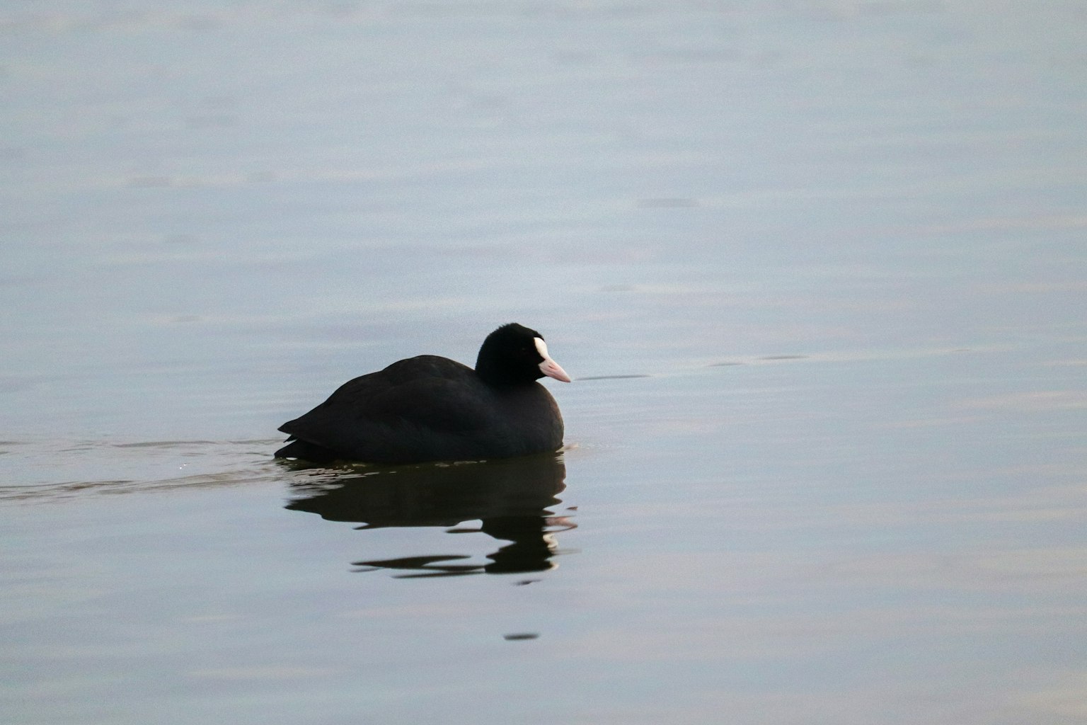 Un uccello nero simile a un'anatra che nuota sull'acqua con un becco bianco