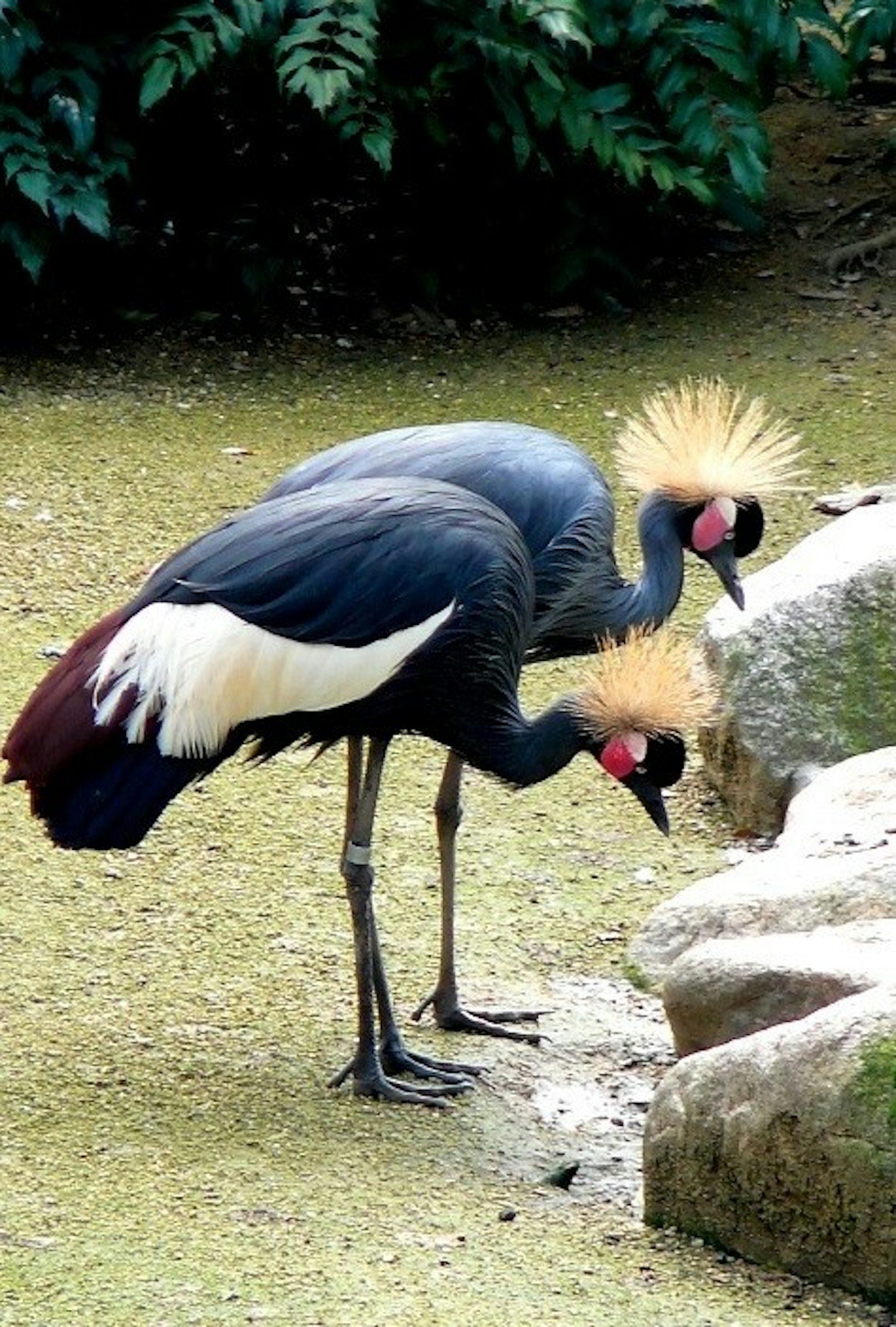 Dos grúas coronadas buscando comida cerca de una roca