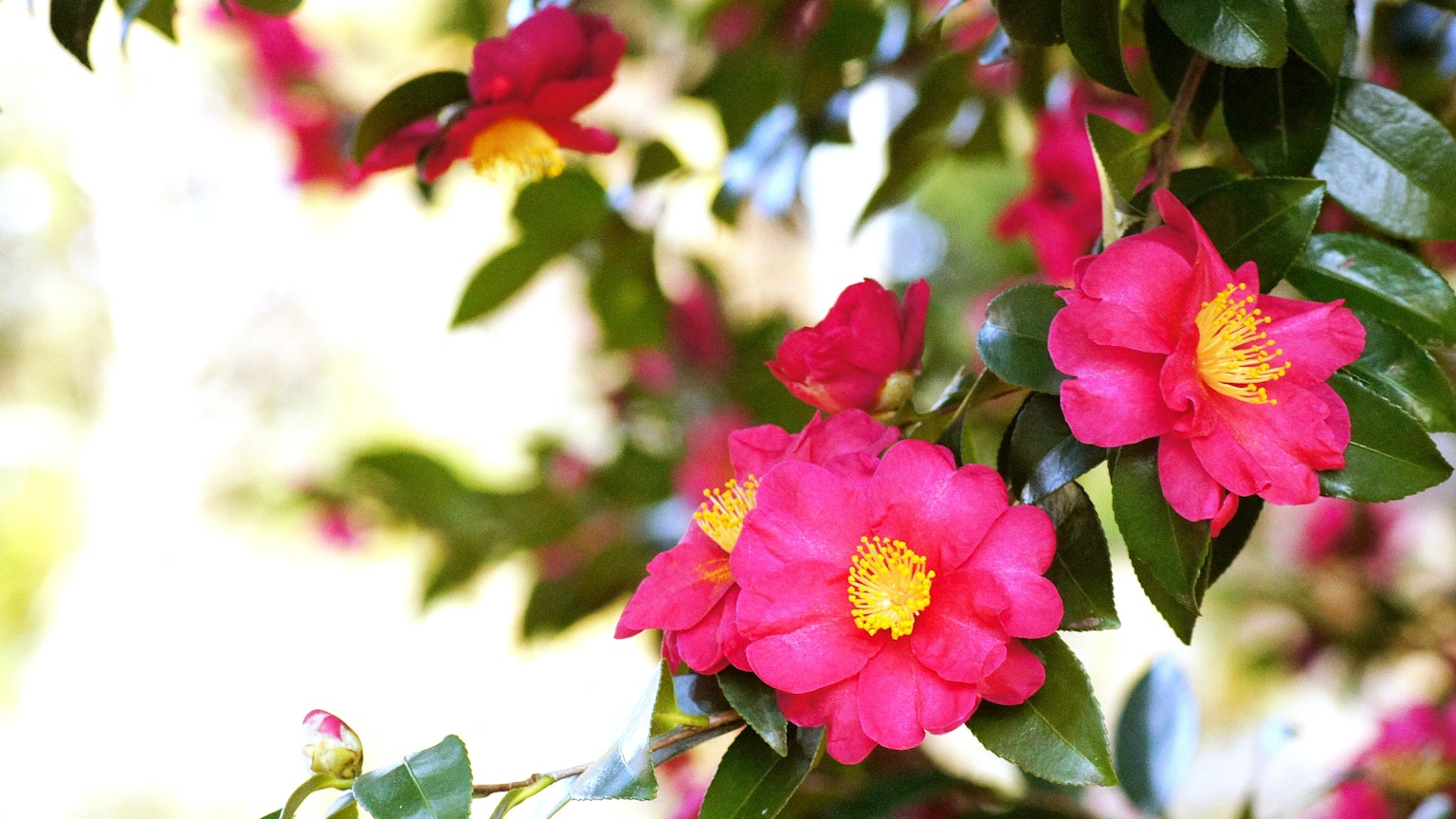 Bunga camelia pink cerah dengan daun hijau