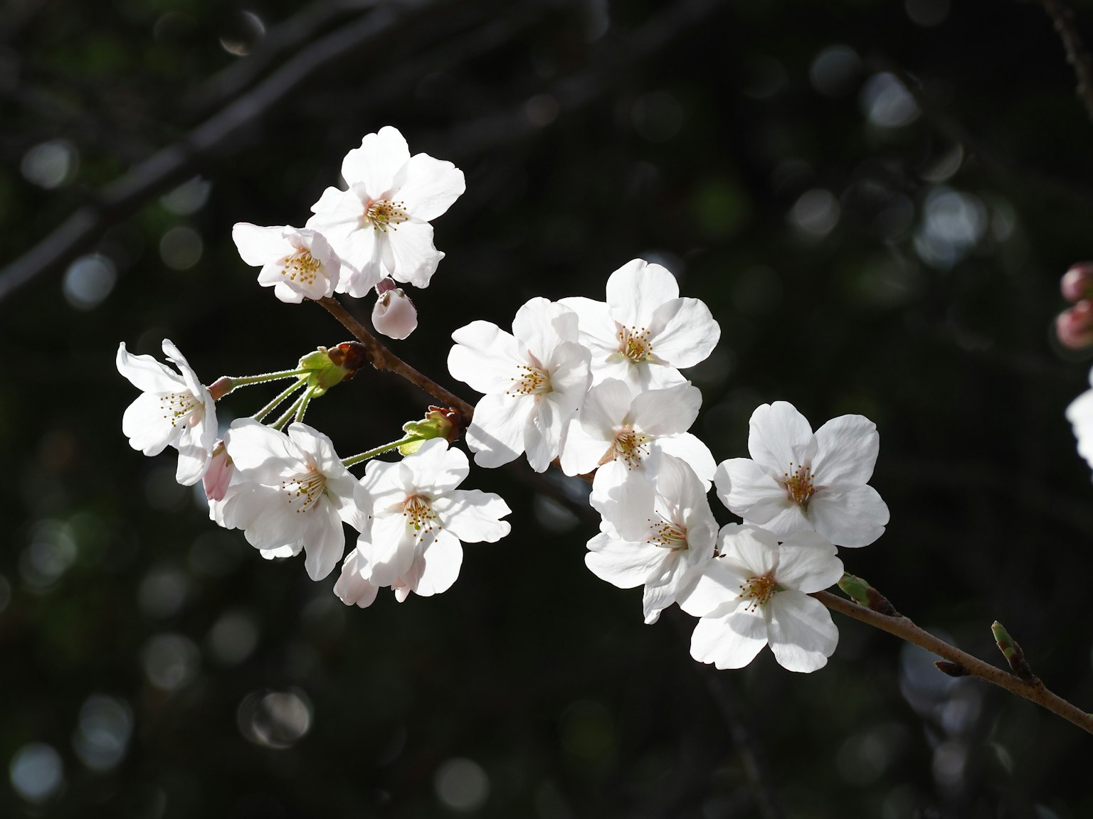 Gros plan de fleurs de cerisier avec des pétales blancs et un fond vert