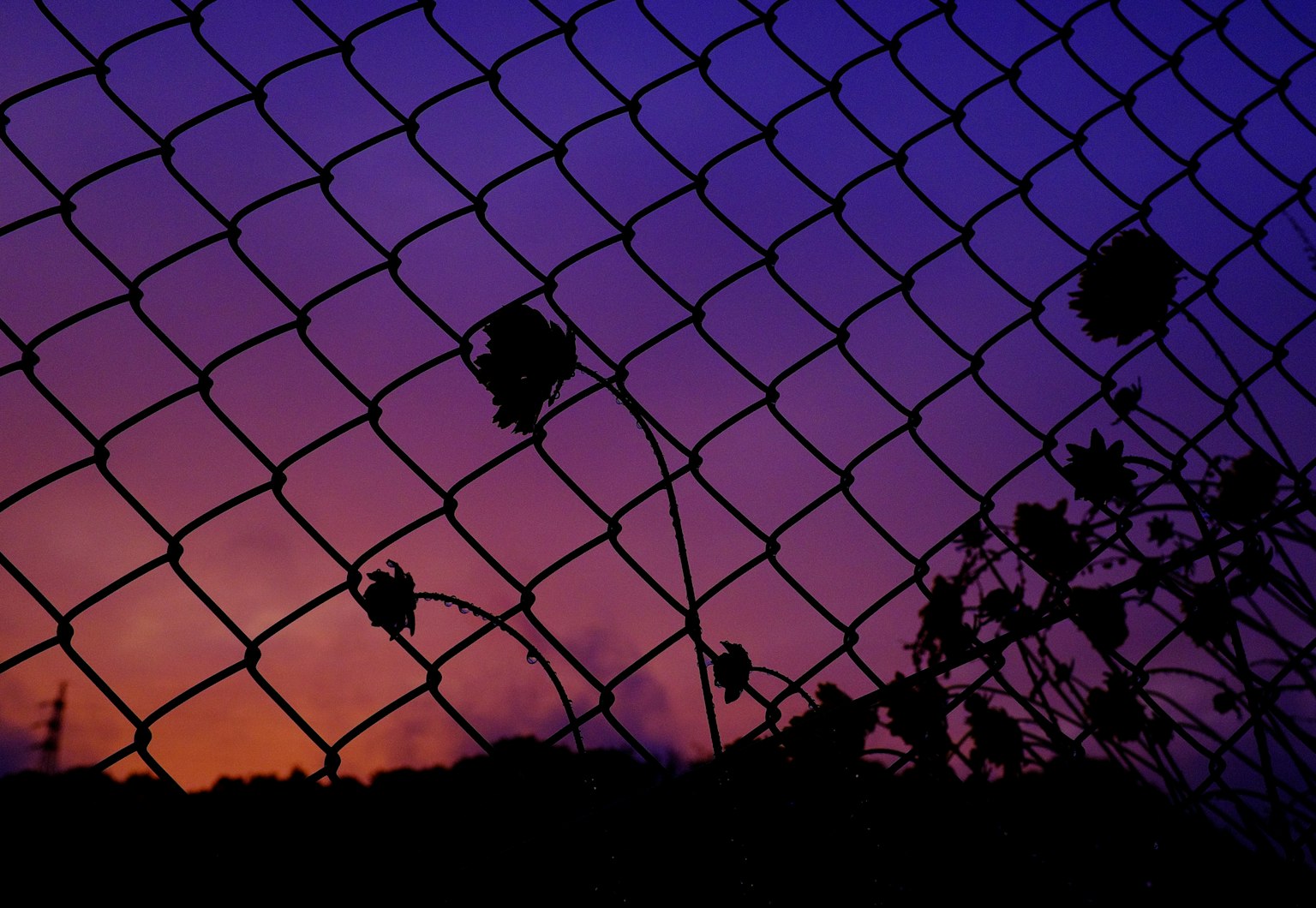 Silhouette di una rete con fiori contro un tramonto a gradiente viola e arancione