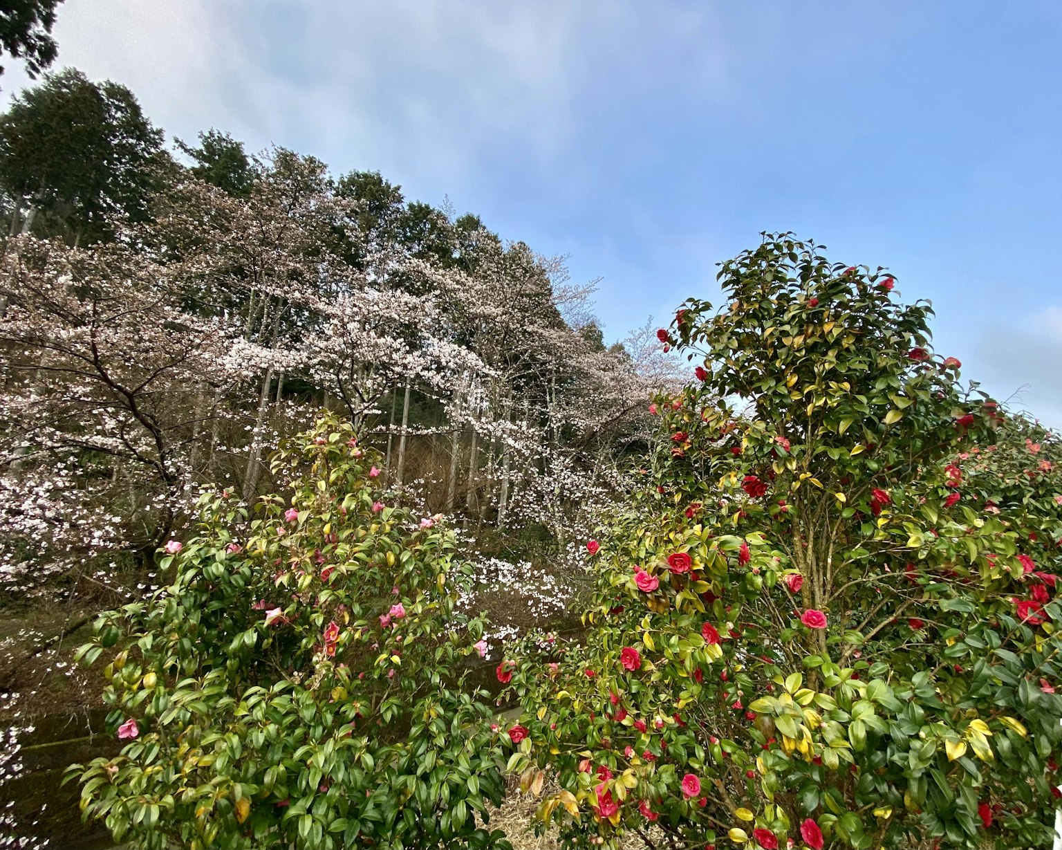 Paysage avec des cerisiers en fleurs et des fleurs colorées