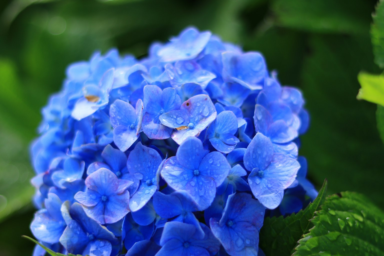 Sekelompok bunga hydrangea biru cerah yang berkilau dengan tetesan air