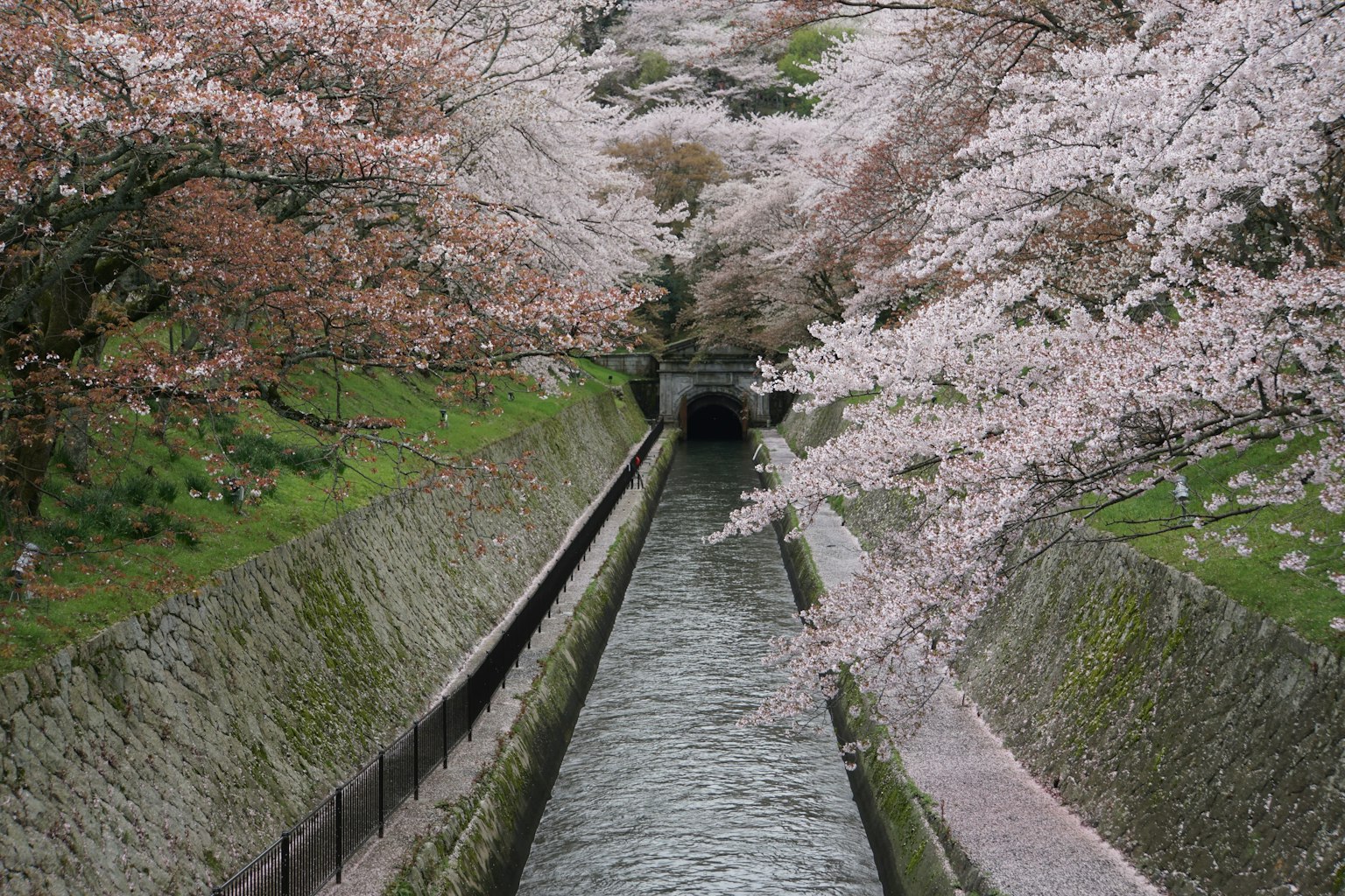 Hermosa vista de árboles de cerezo a lo largo de un canal