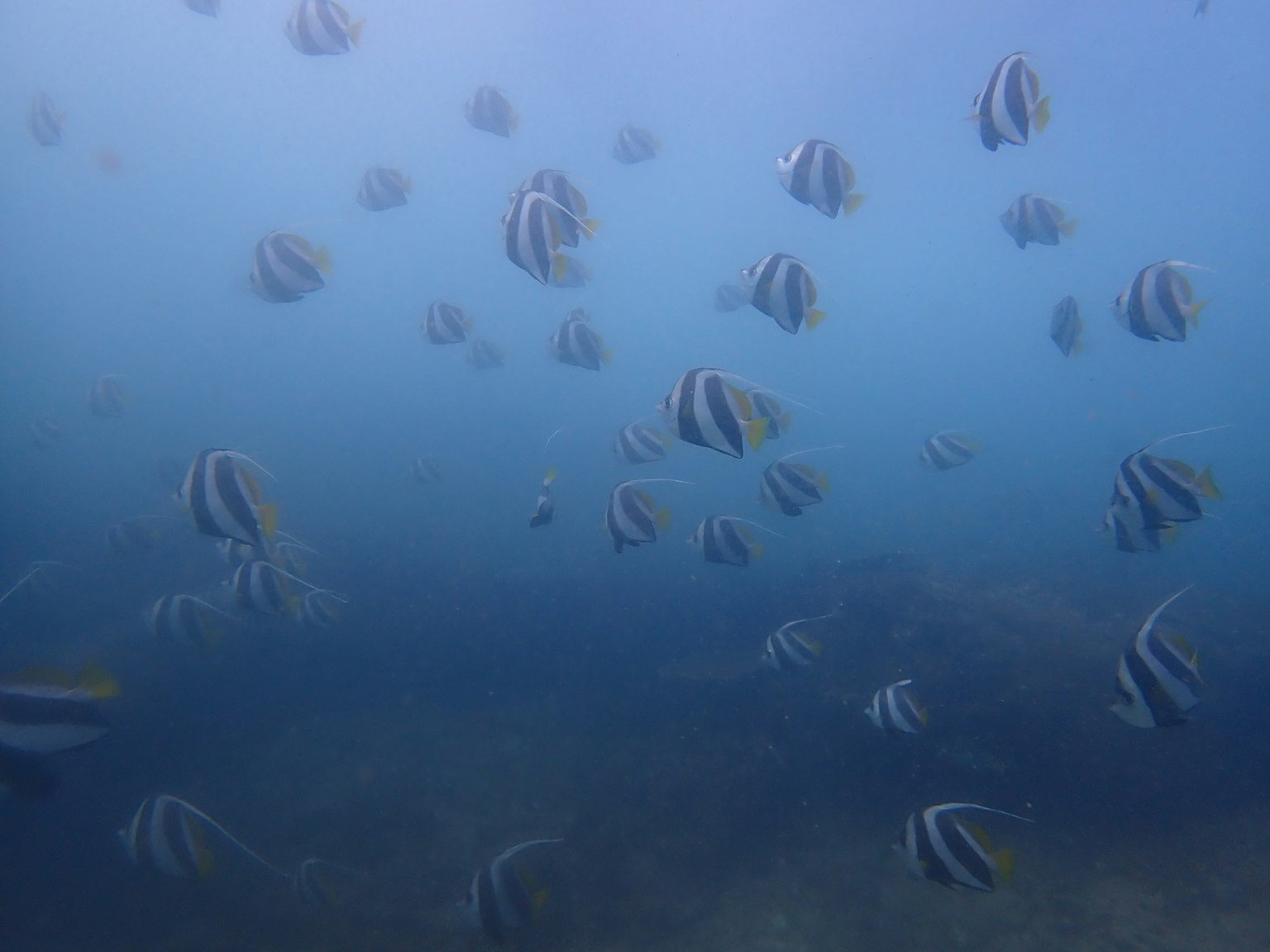 Banco di pesci striati che nuotano in acqua blu