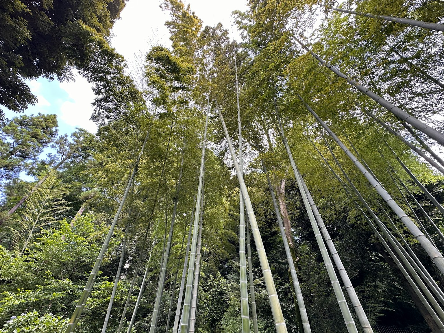 美麗的高竹樹景觀朝天空伸展
