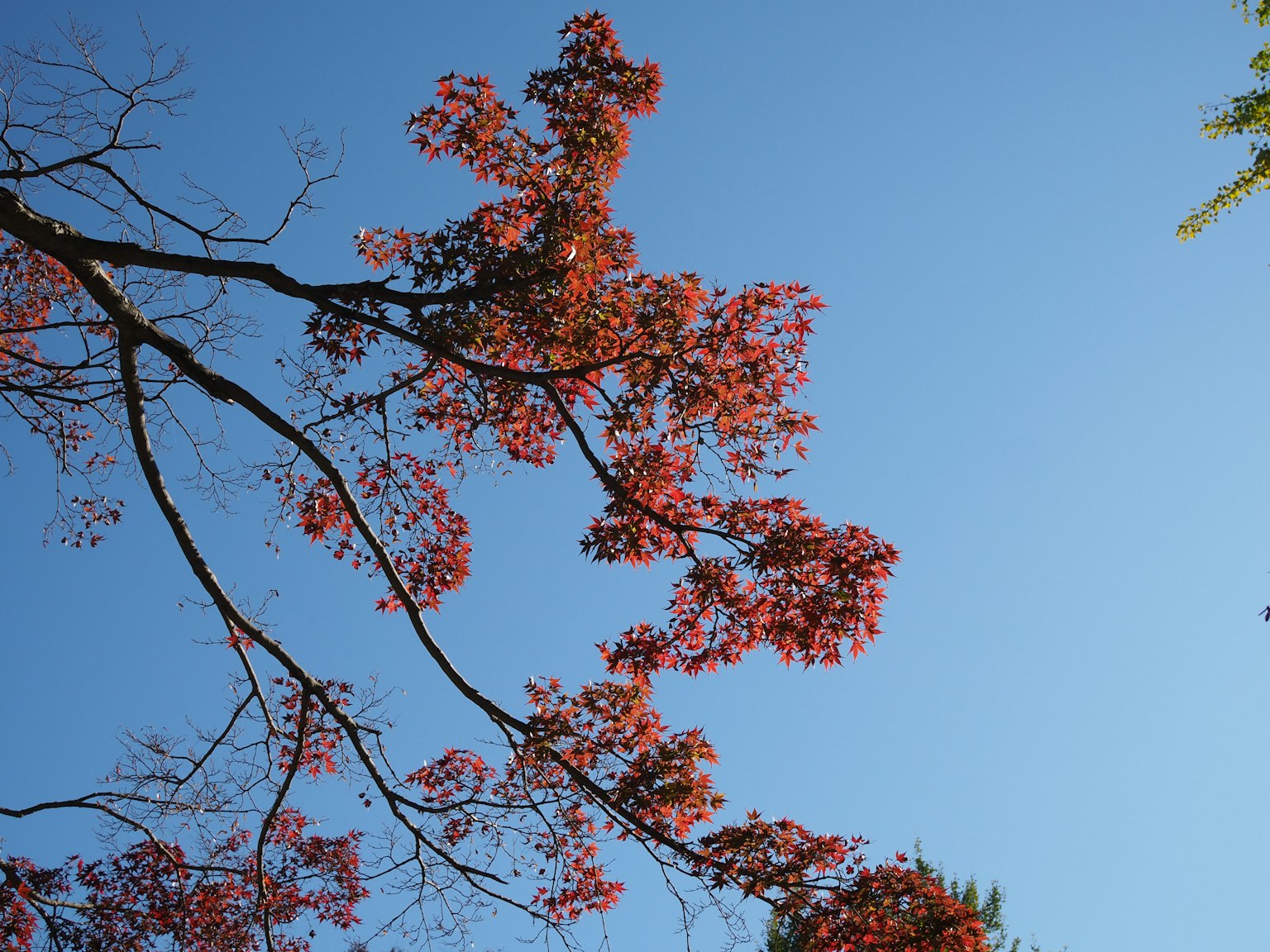 Branch with vibrant flowers against a clear blue sky