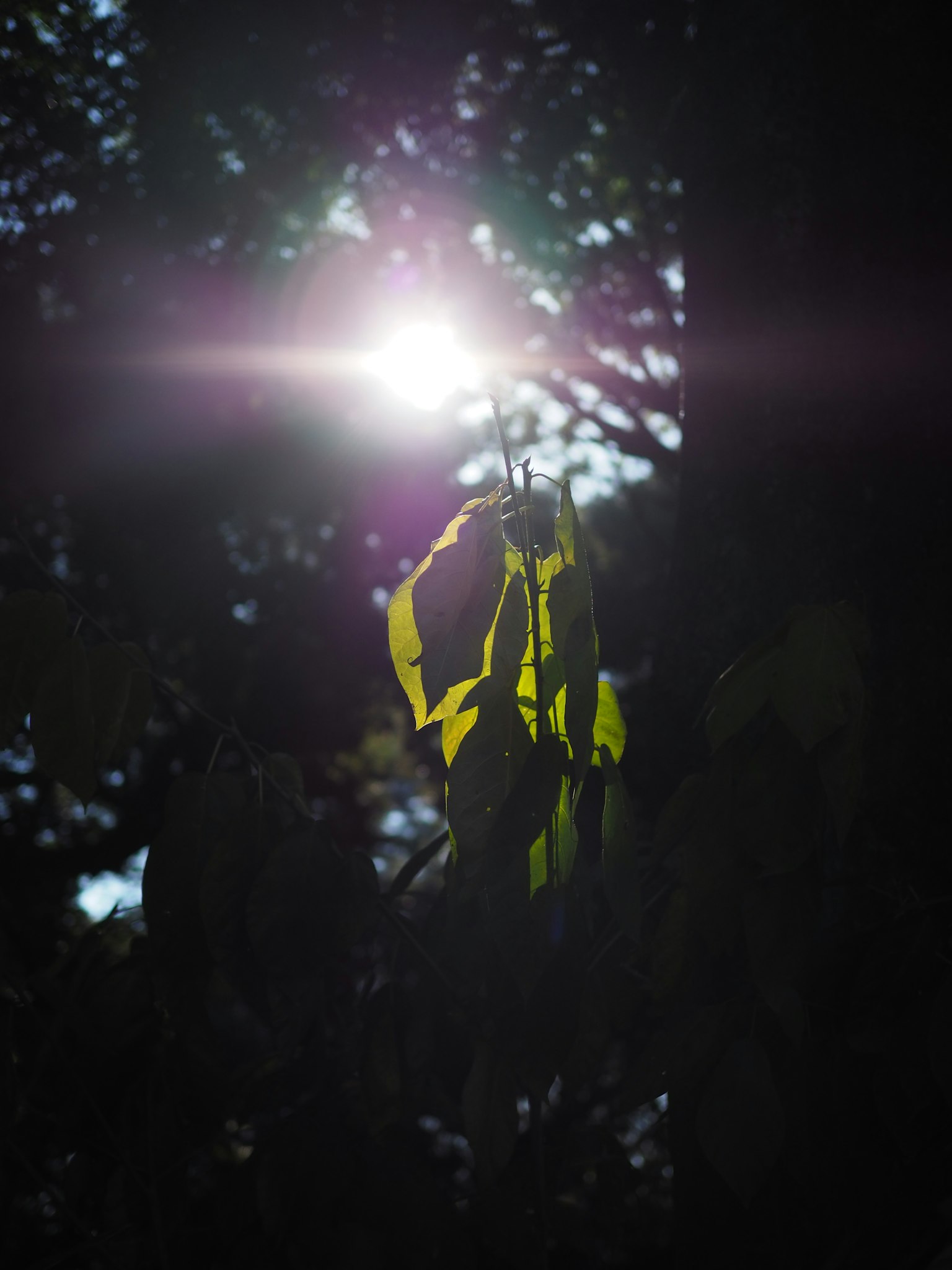 Hojas verdes iluminadas por la luz del sol en un bosque oscuro