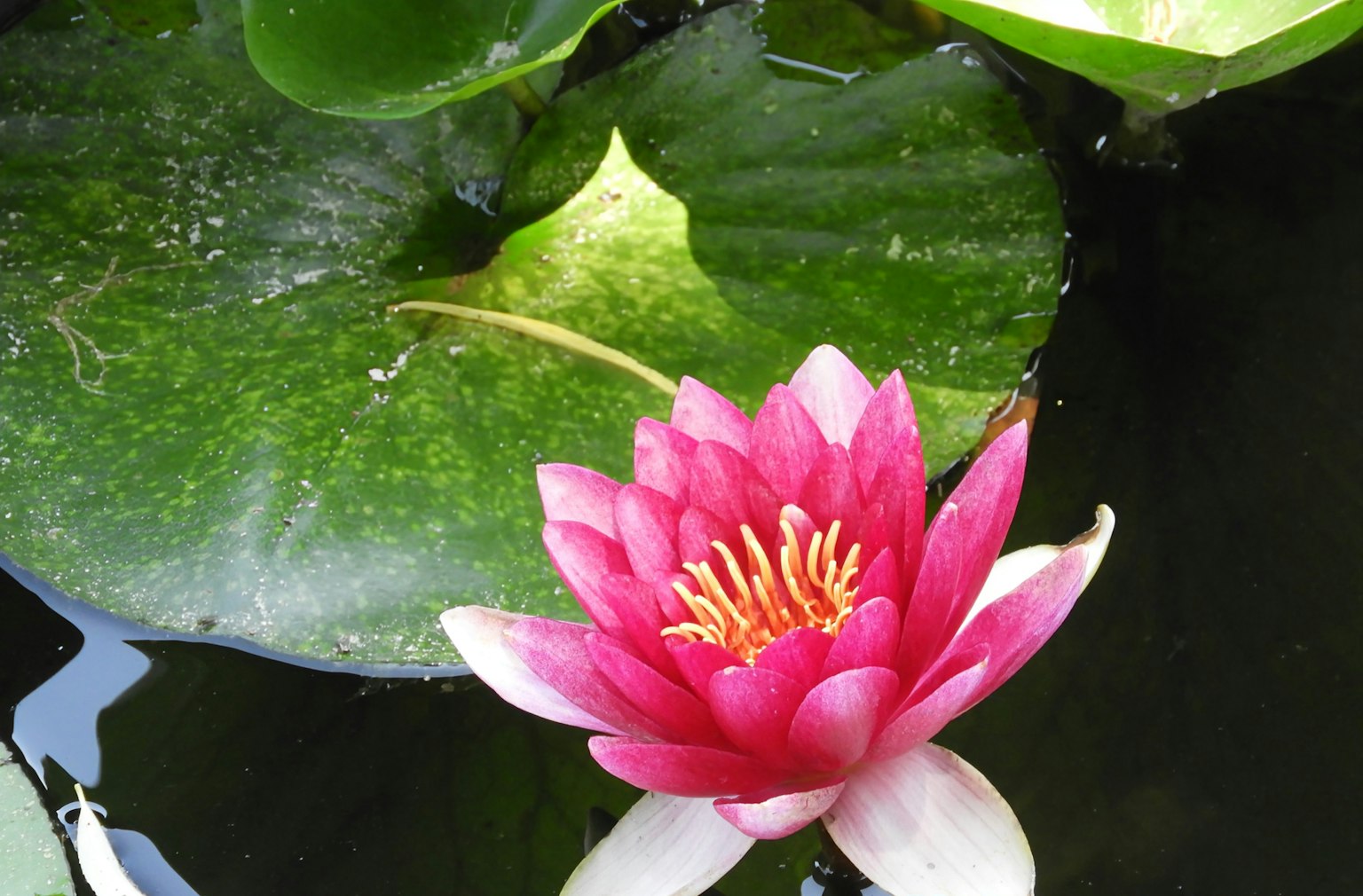 Eine schöne rosa Seerose, die auf grünen Seerosenblättern im Wasser blüht