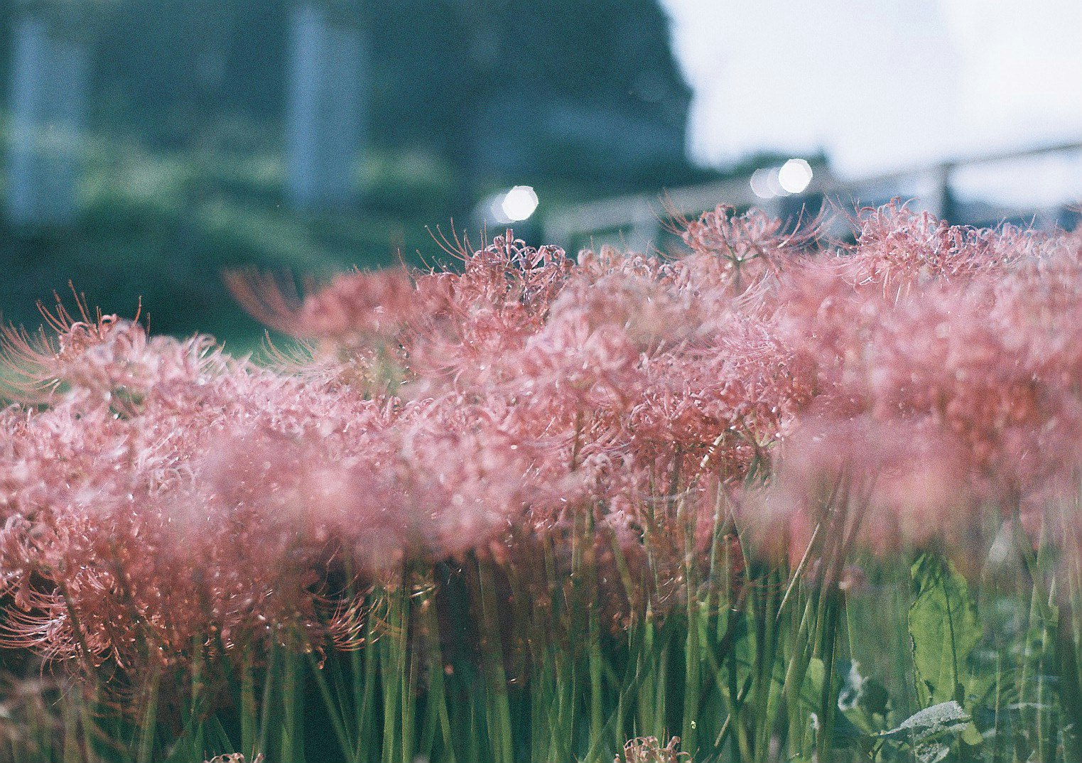 ピンクの穂が揺れる草花の群生