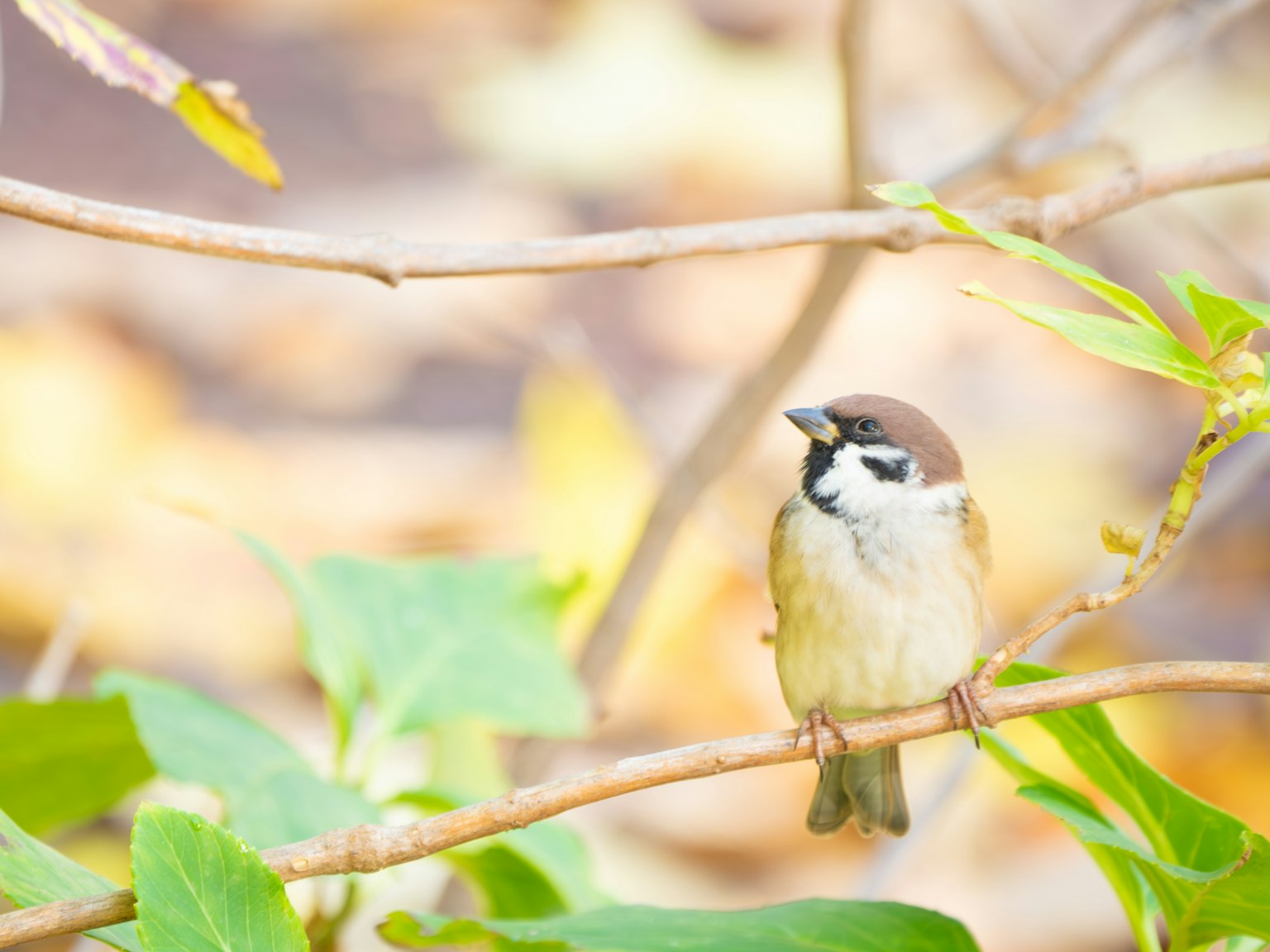 A small bird perched on a branch with a blurred natural background