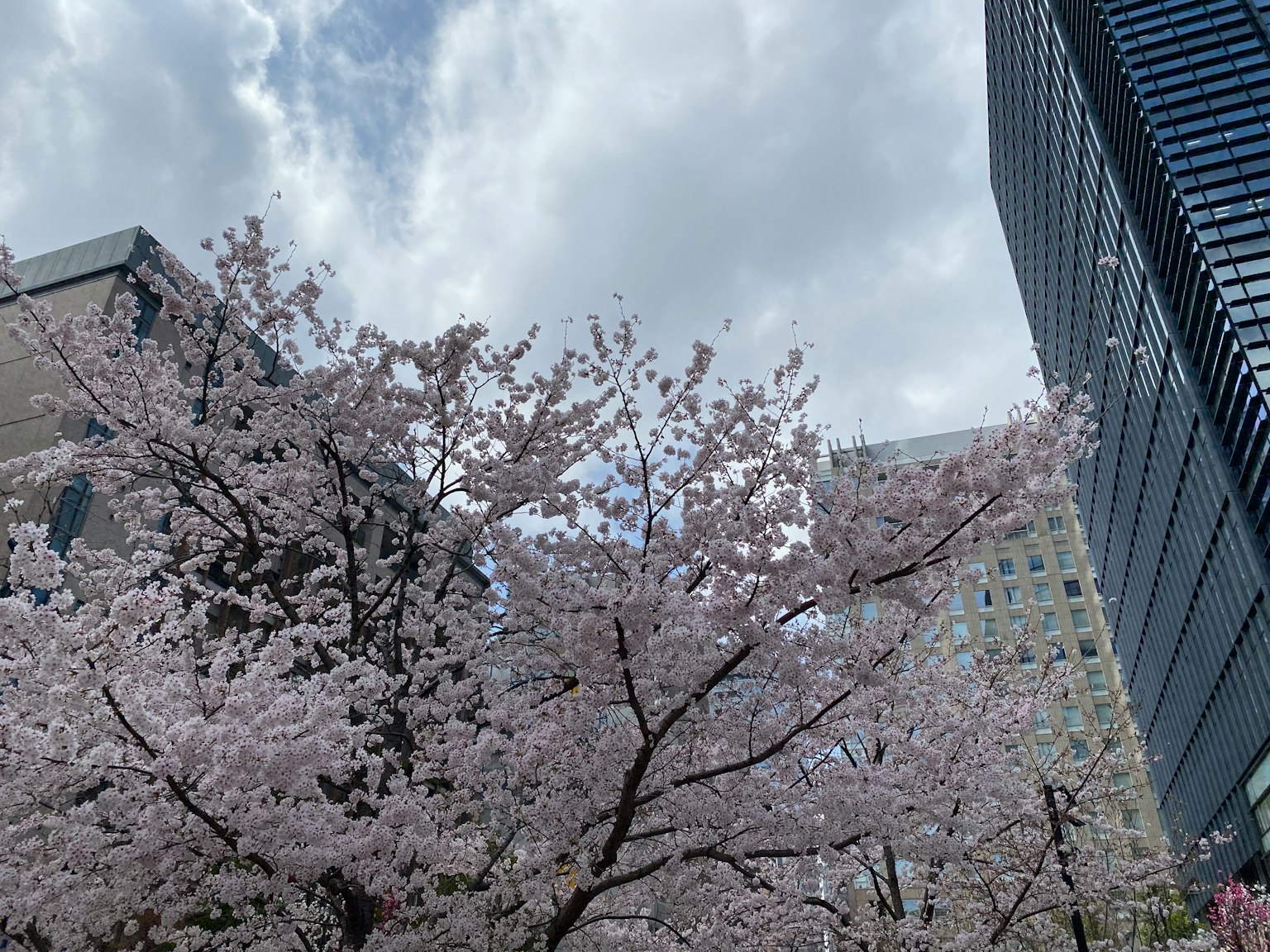 Cherry blossom tree in bloom next to modern buildings under a cloudy sky