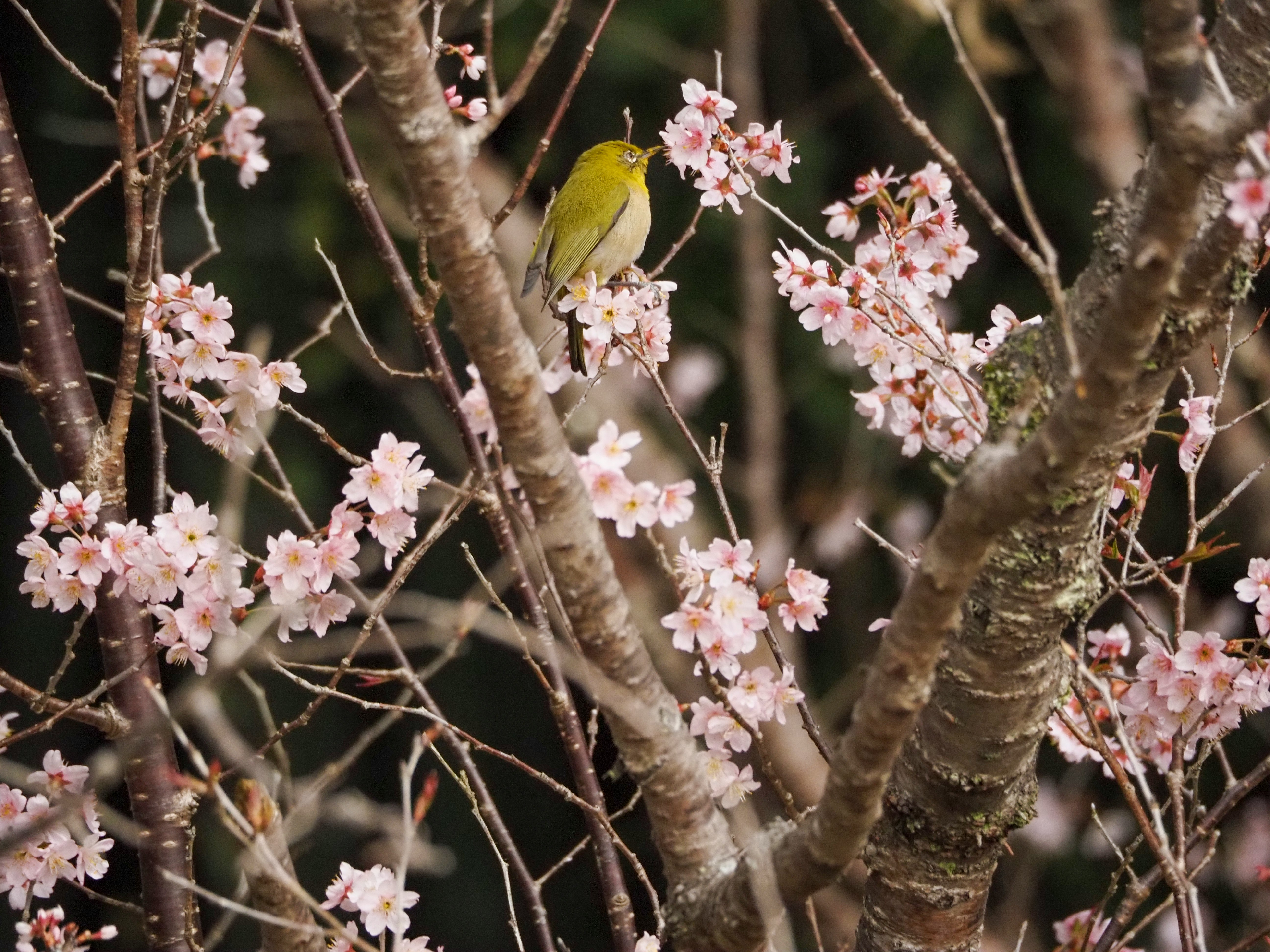 枝に咲く淡いピンクの花とメジロのいる春の樹木