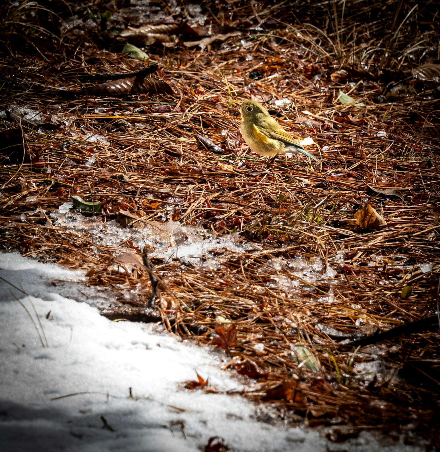 A small bird on snow and fallen leaves