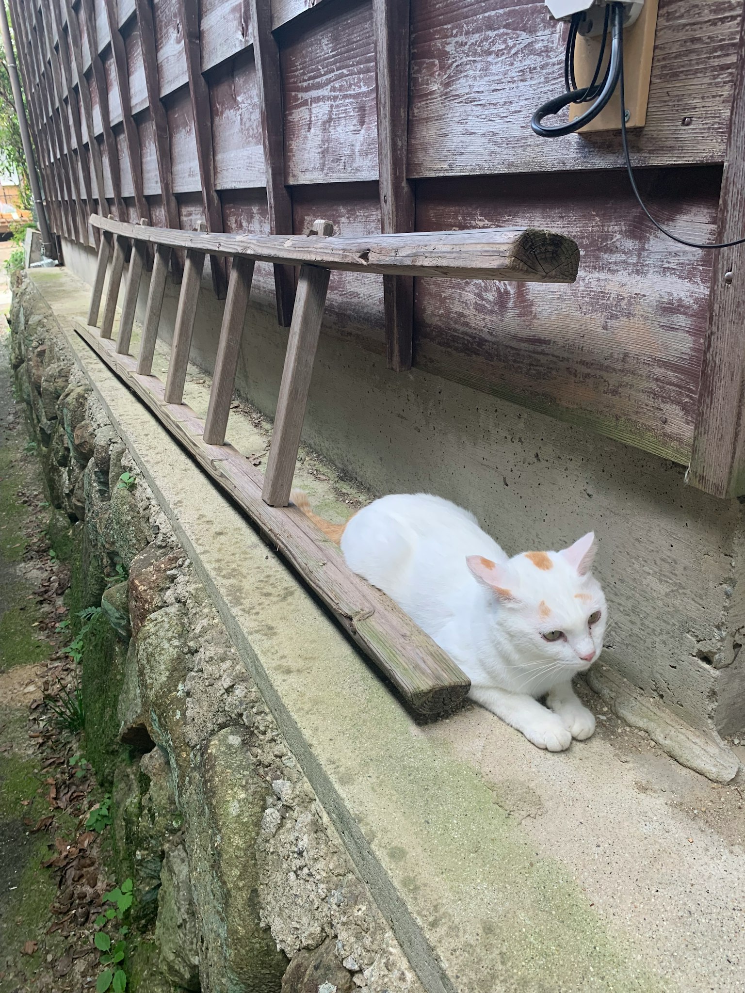 Một con mèo trắng đang nghỉ ngơi gần tường gỗ