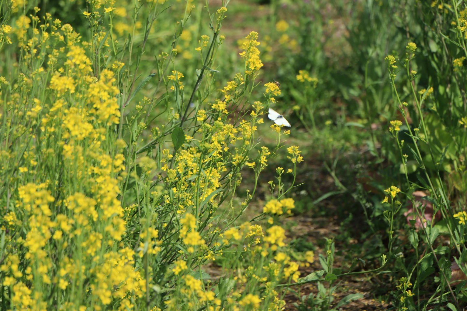 Un paisaje con flores amarillas y una mariposa