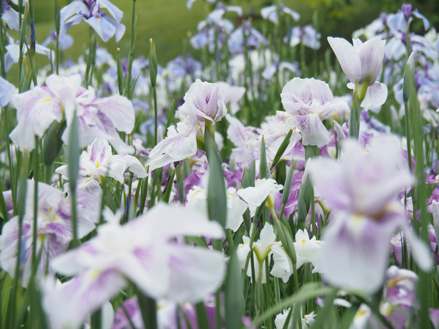 Ein schöner Irisblumengarten mit lila und weißen Blüten