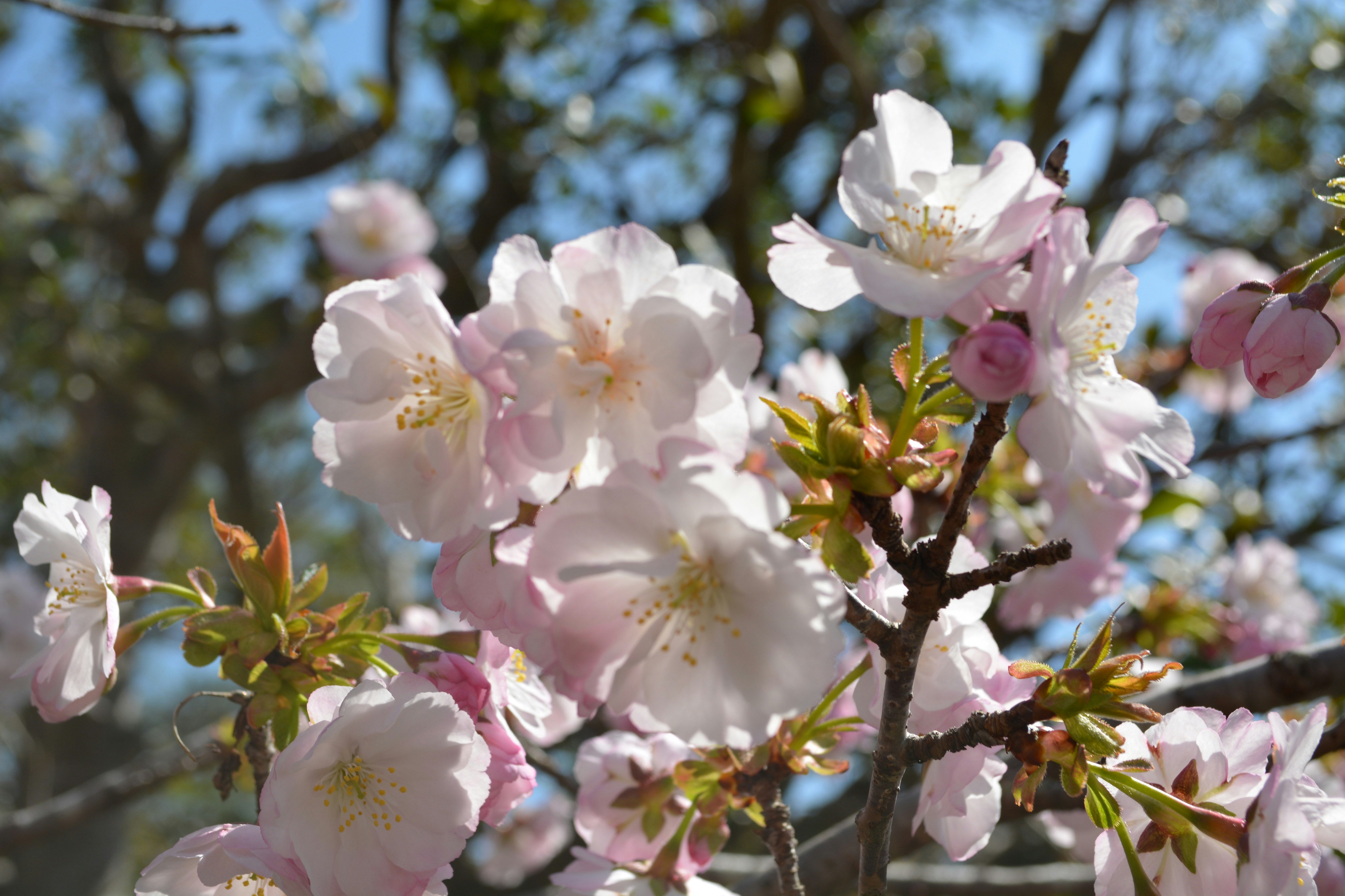 Close-up bunga sakura di atas ranting