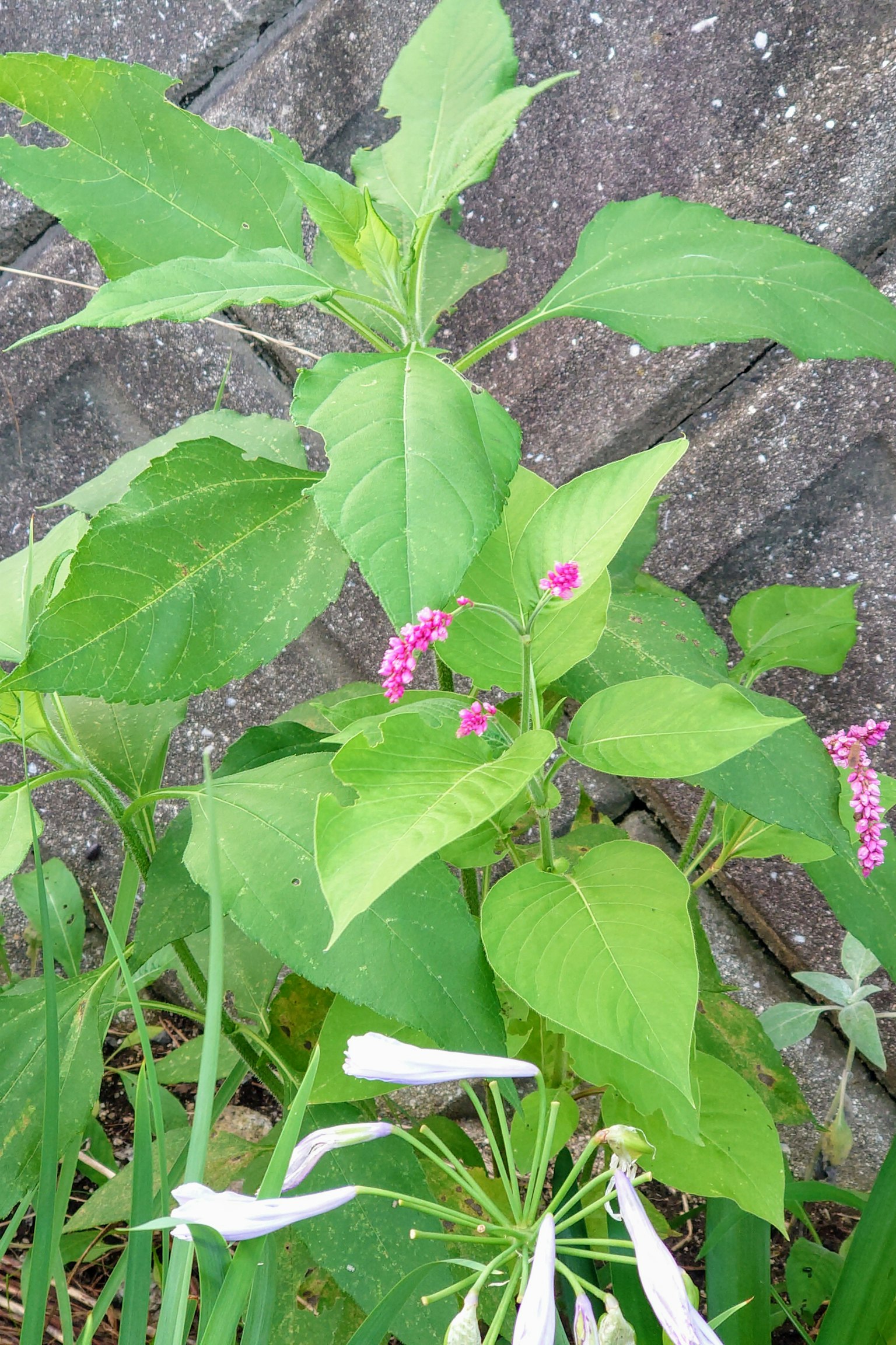 Una pianta con foglie verdi e piccoli fiori rosa che cresce vicino a un muro di cemento