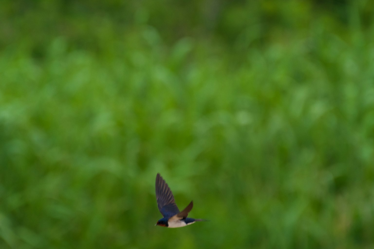 Un petit oiseau volant sur un fond vert