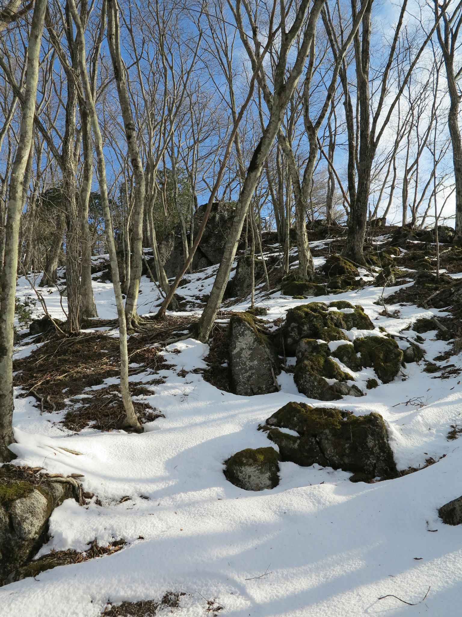 Paisaje nevado con rocas y árboles