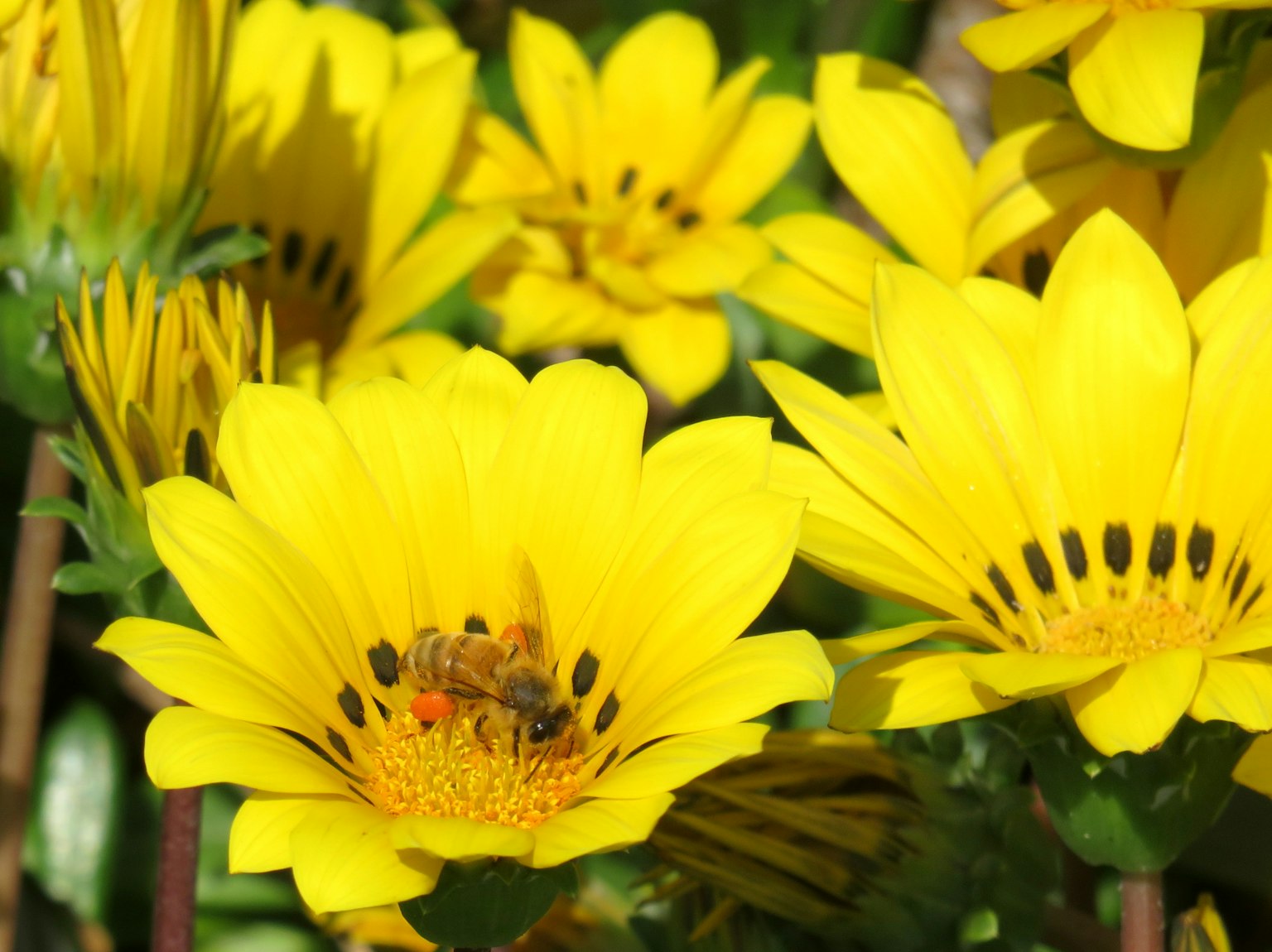 Lebendige Szene von gelben Blumen mit einer Biene darunter