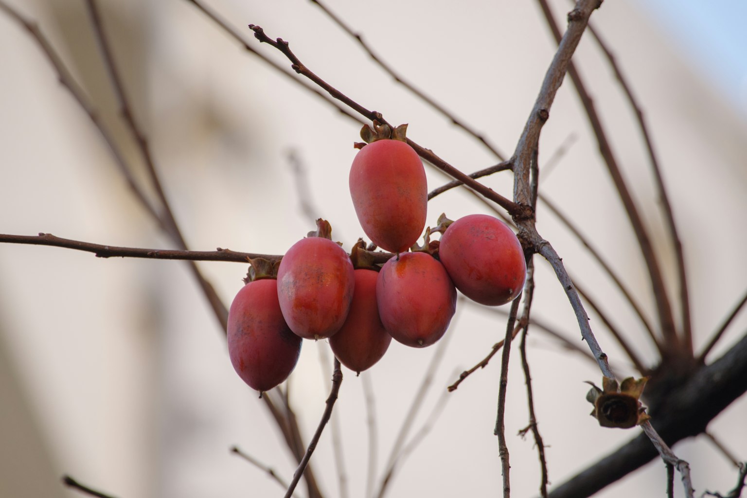 Frutas rojas colgando de una rama
