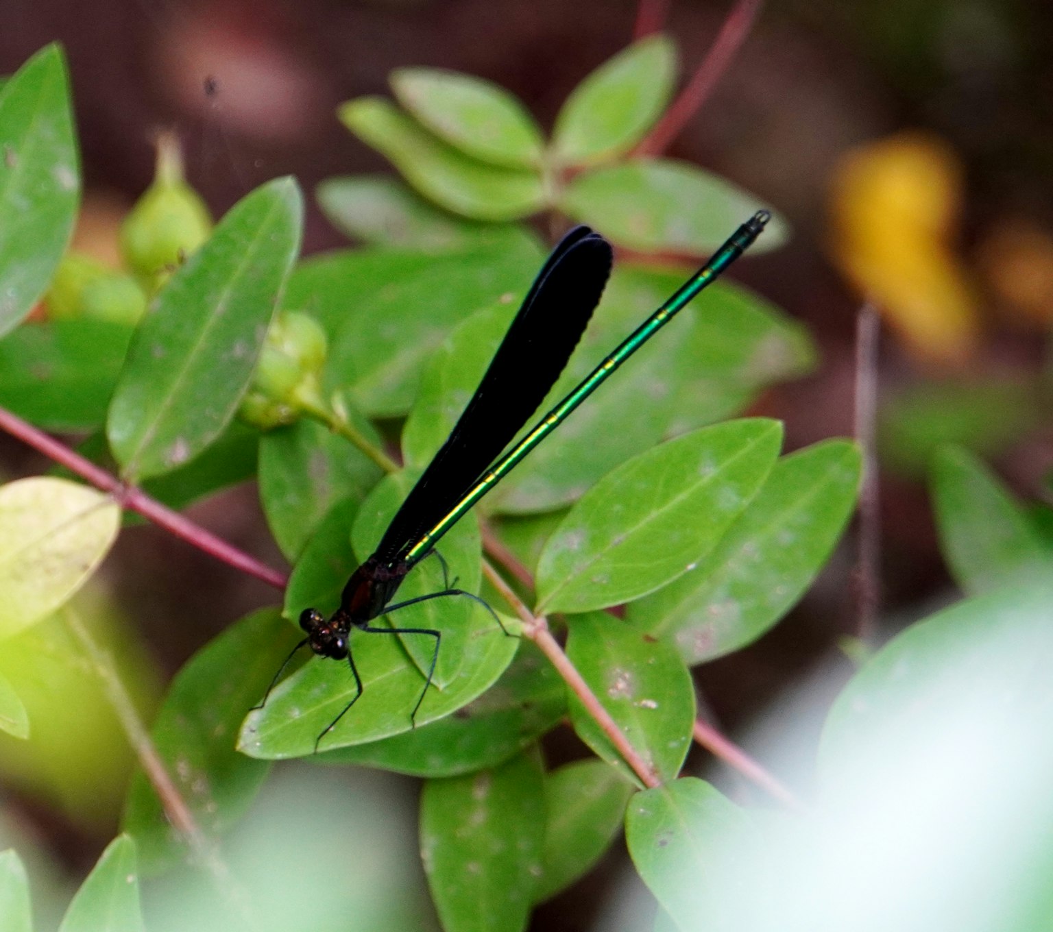 Serangga dengan sayap hitam yang beristirahat di atas daun hijau