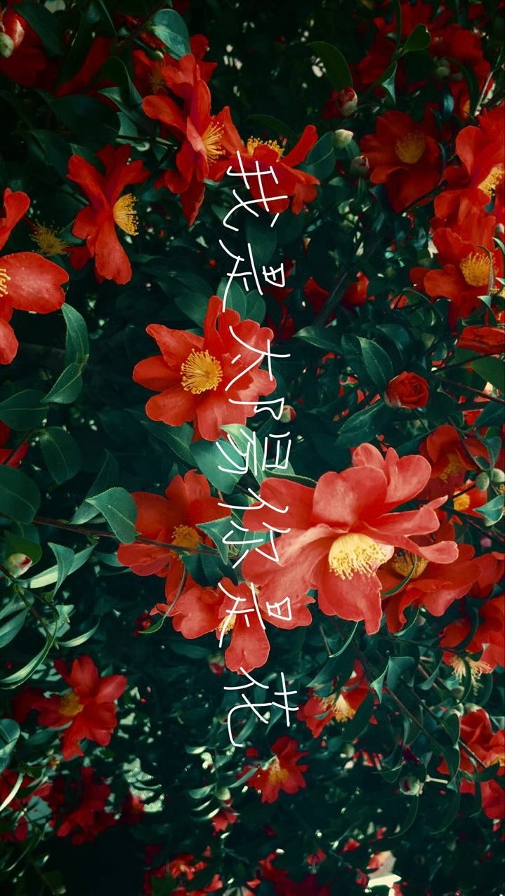 빨간색과 주황색 꽃이 가득한 꽃밭 위에 겹친 글자