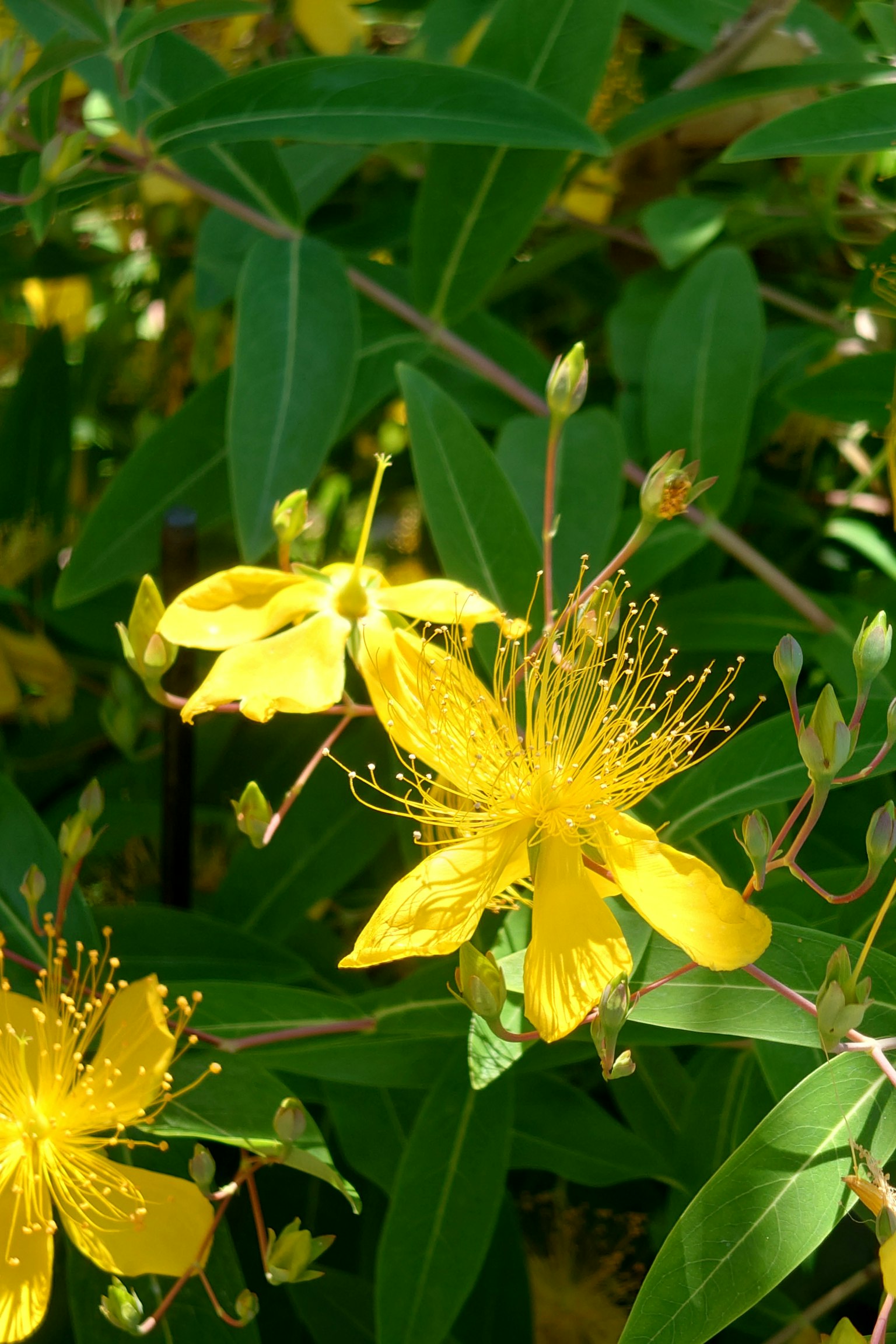 Fleurs jaunes vives avec des feuilles vertes d'une plante