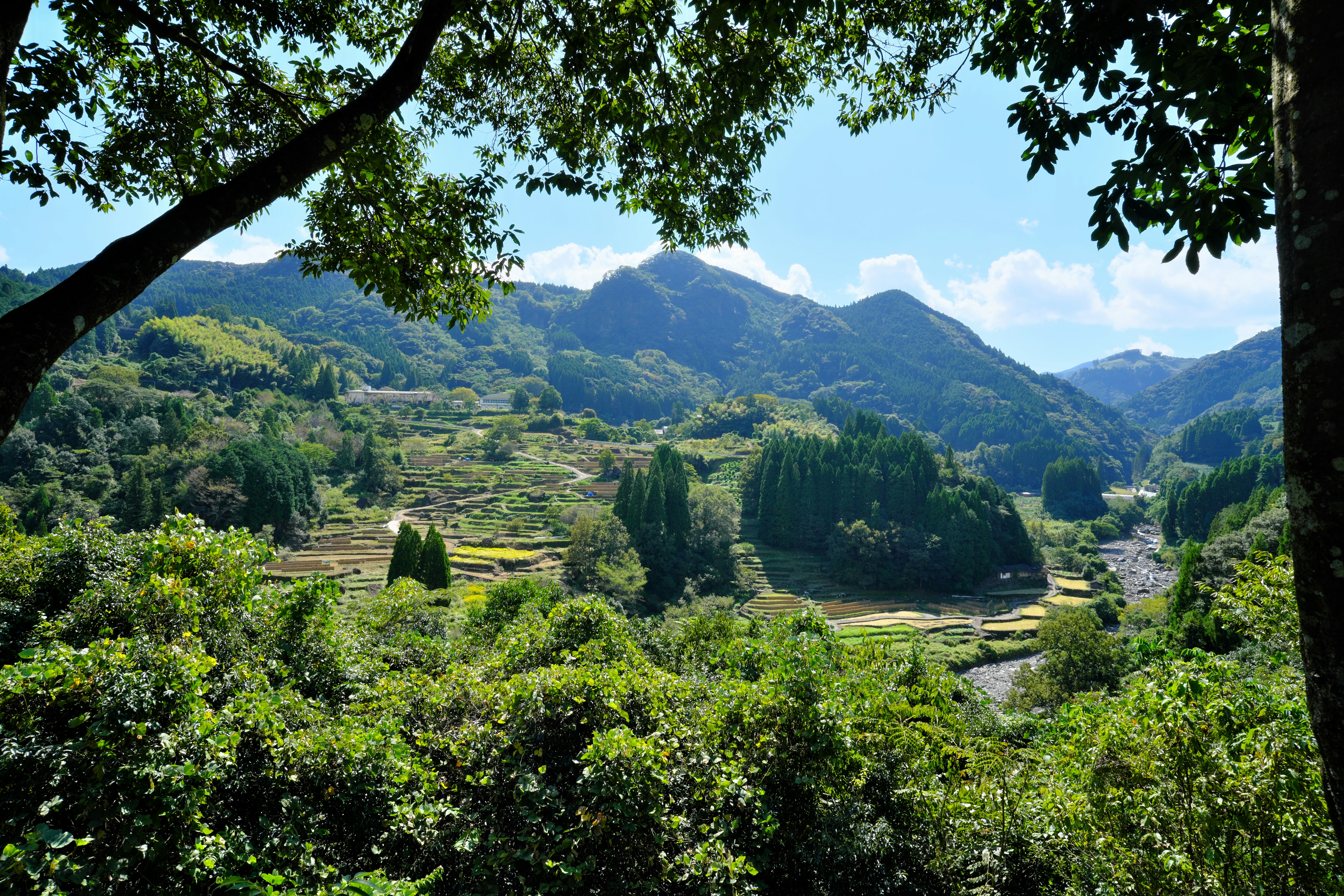 緑の丘と棚田が広がる山あいの渓谷風景
