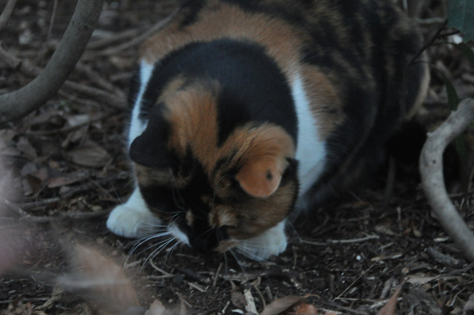 A calico cat with black and brown patches is digging in the ground