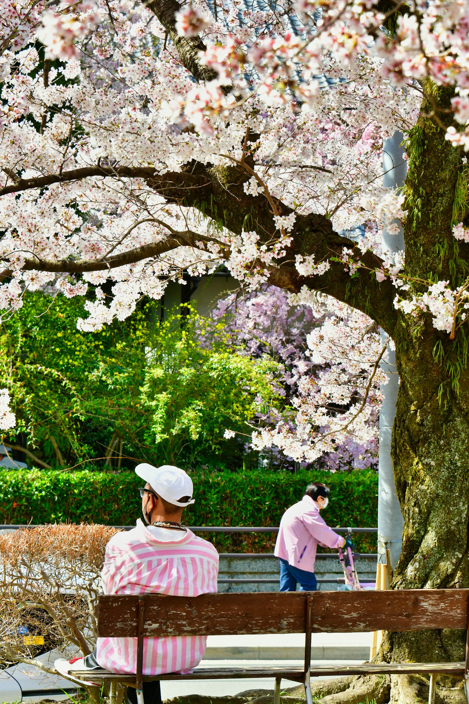 桜の木の下でベンチに座る人々と花が咲いている風景