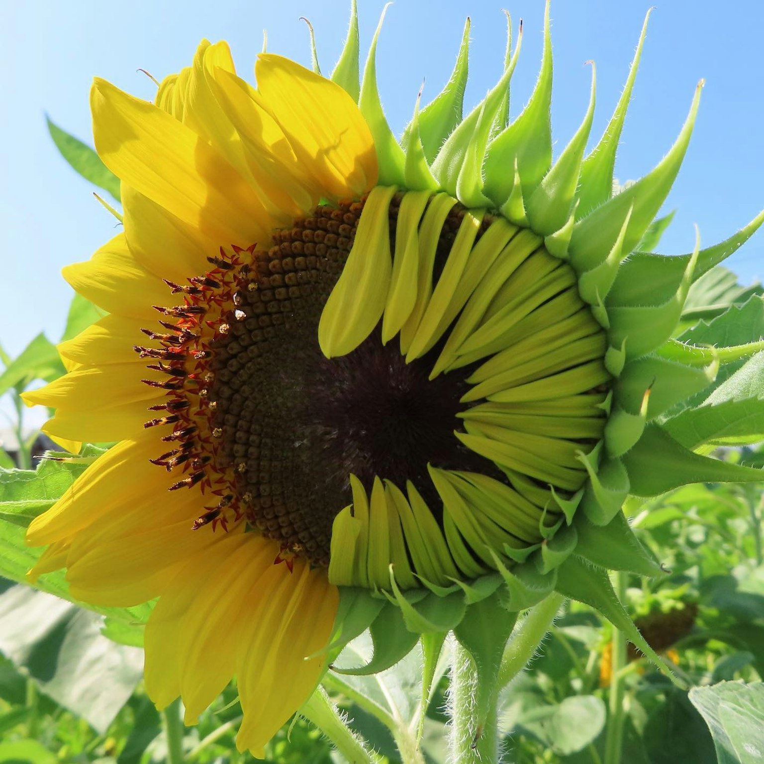 Un girasole con petali gialli vivaci e un bocciolo verde