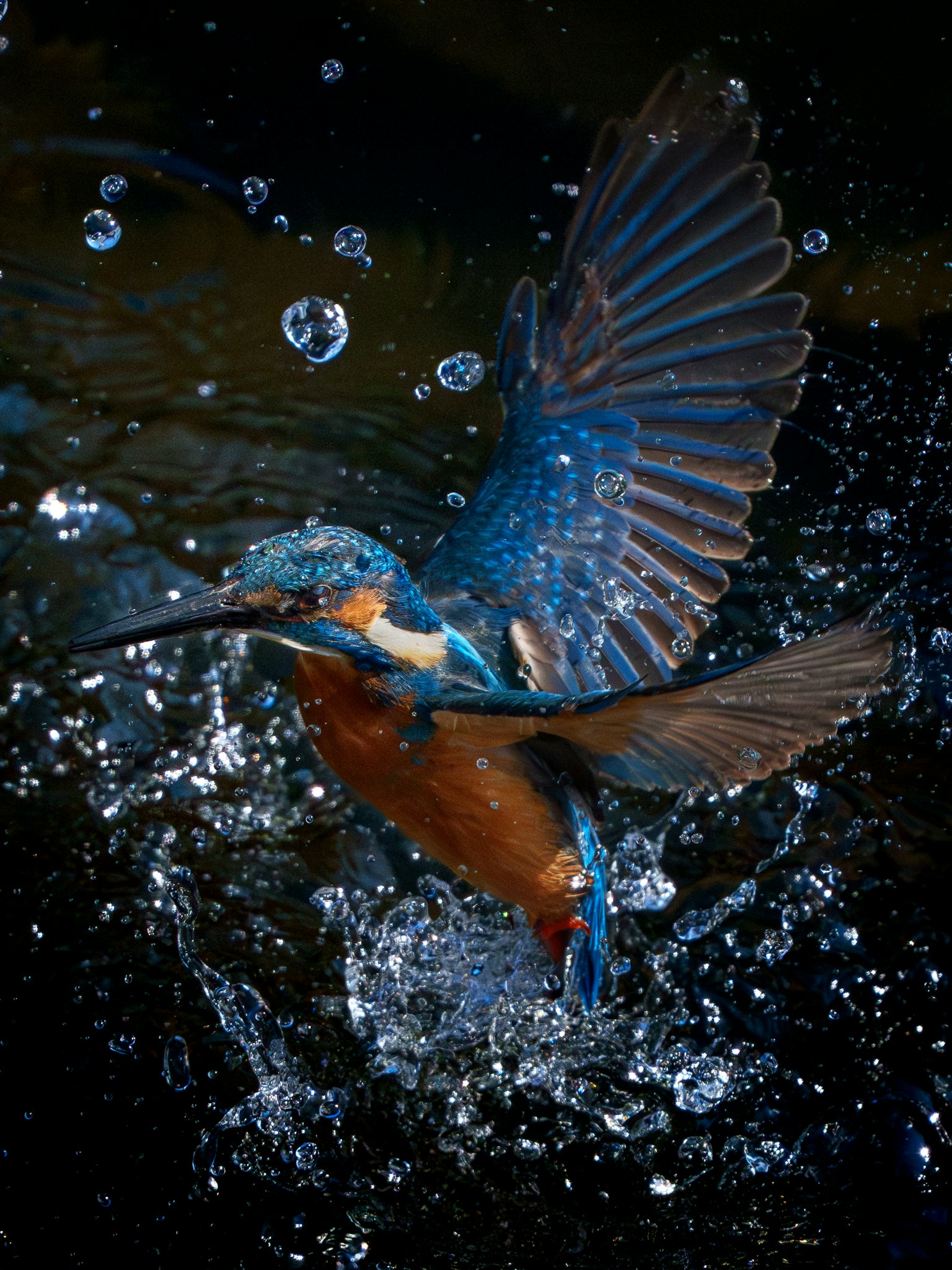 A kingfisher bird splashing above the water with vibrant blue feathers