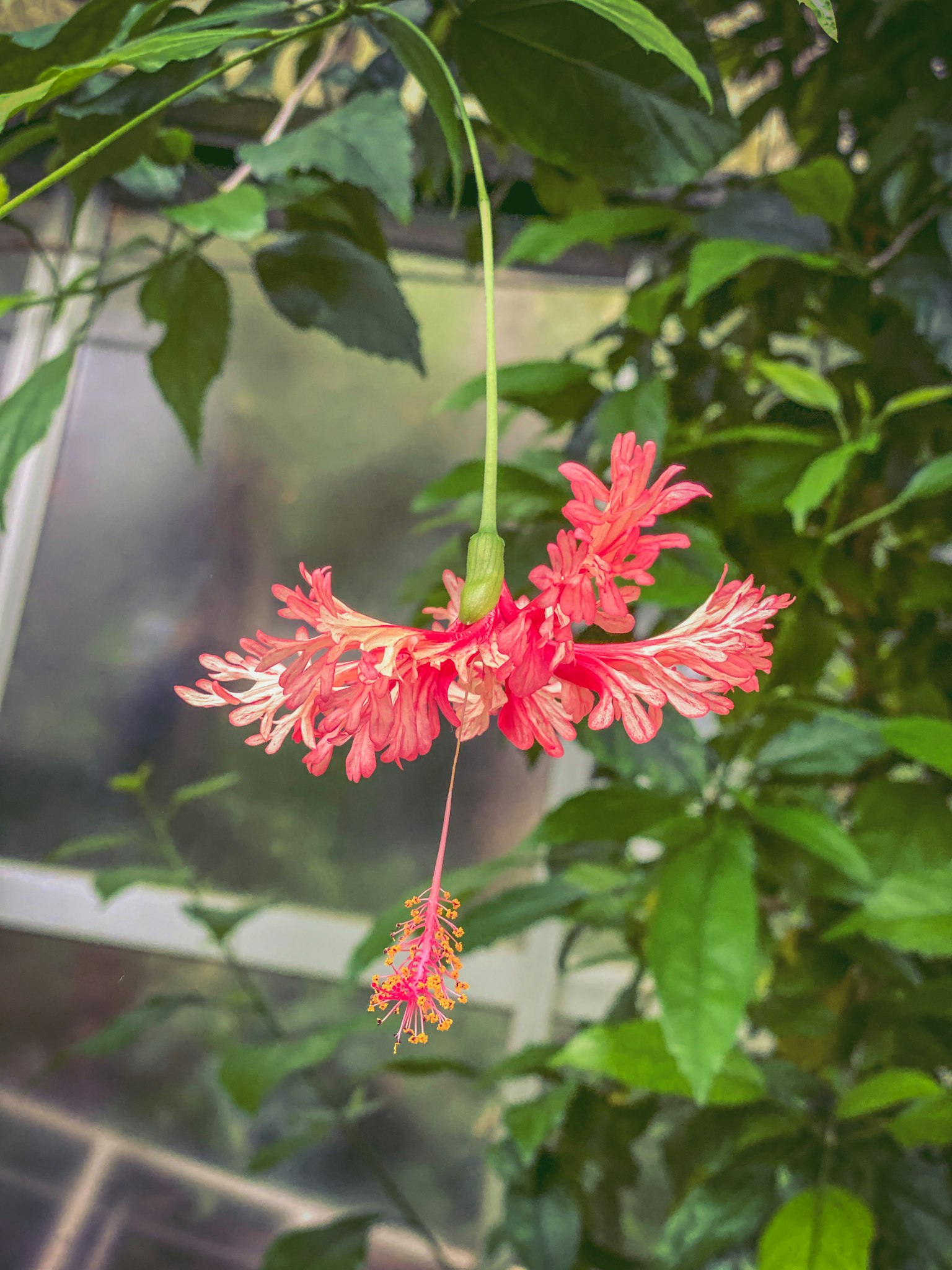 Flor roja vibrante colgando entre hojas verdes