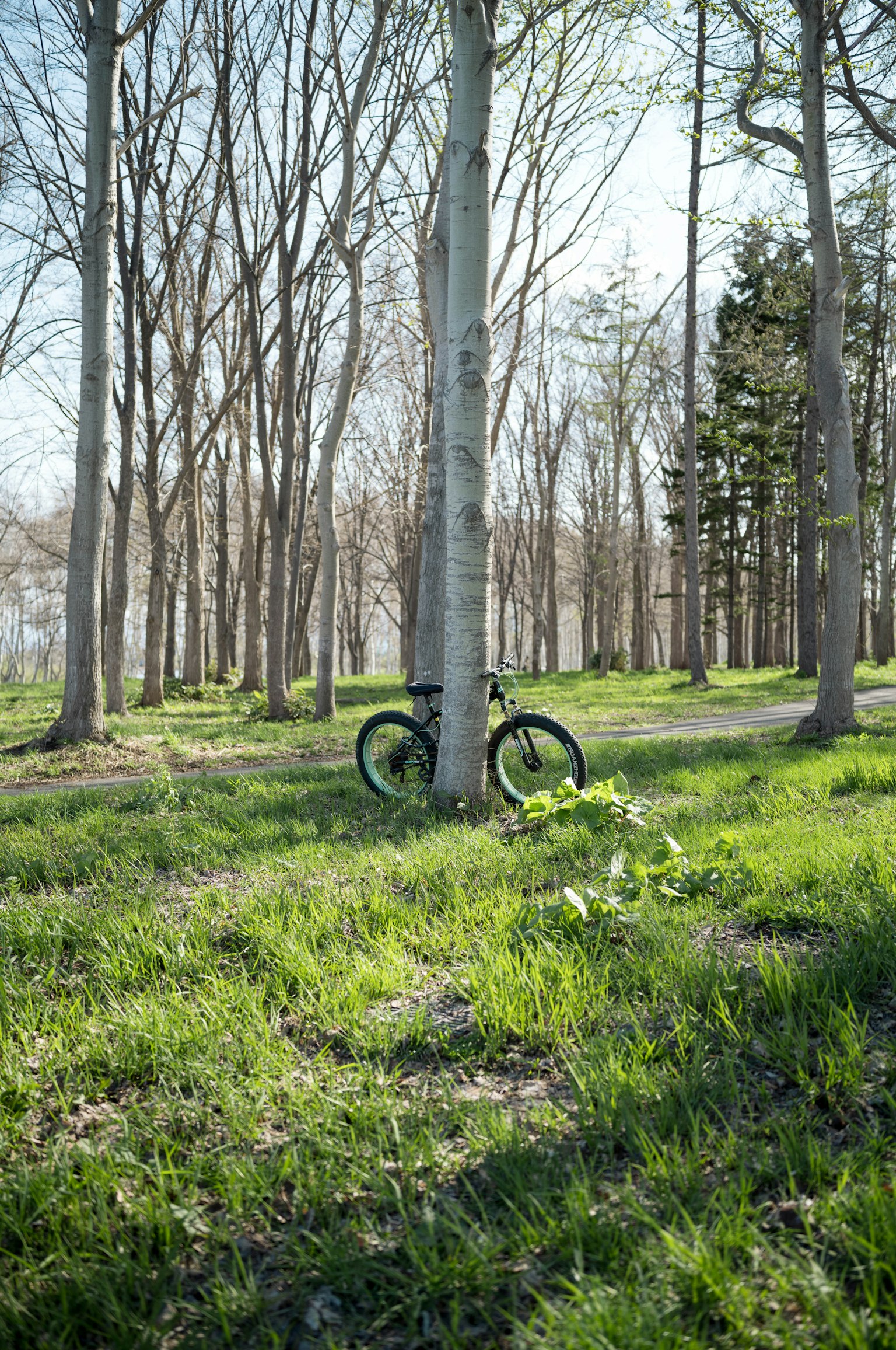Bicycle leaning against a tree in a grassy forest area