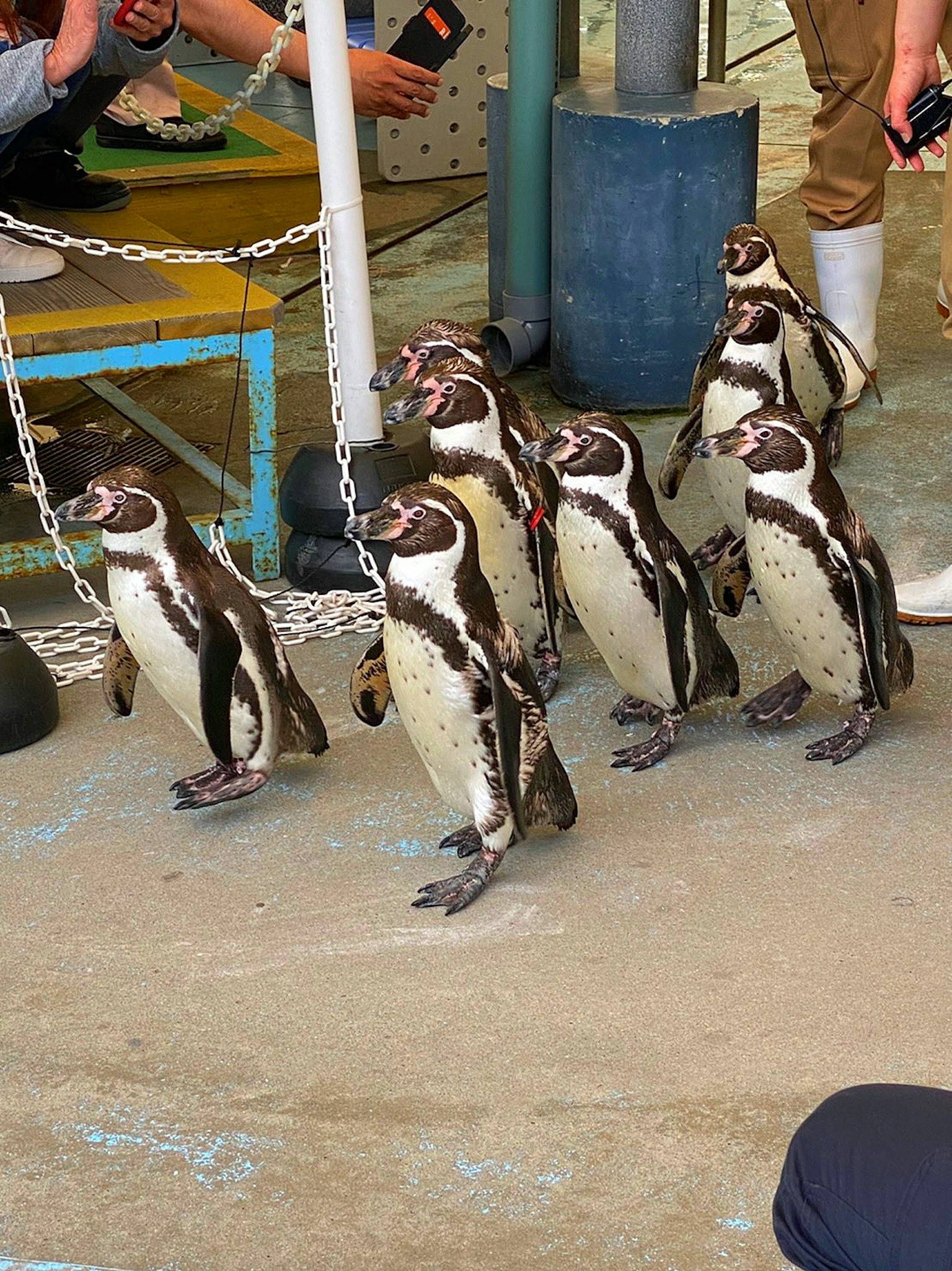 Eine Gruppe von Pinguinen, die auf den Ausstellungsbereich des Aquariums zugehen