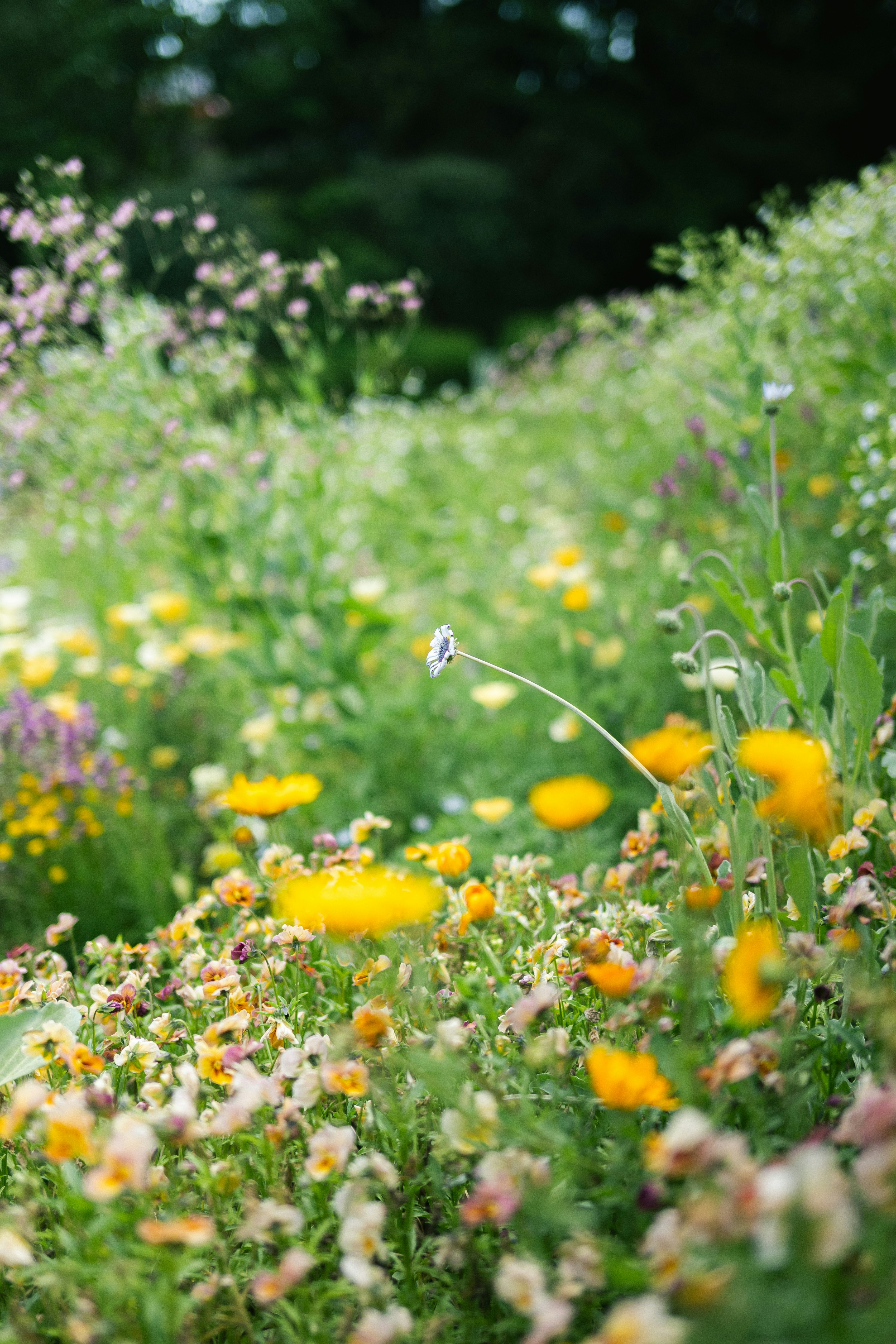 flower meadow with small blossoms in the foreground