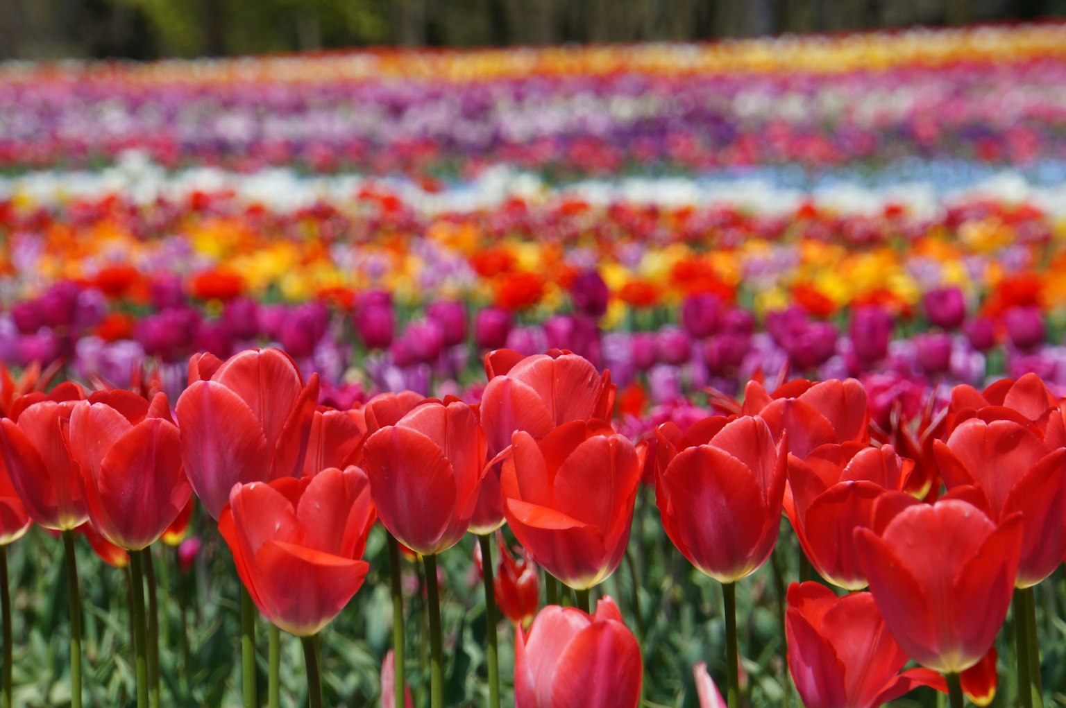 Lebendiges Tulpenfeld mit roten Tulpen im Vordergrund