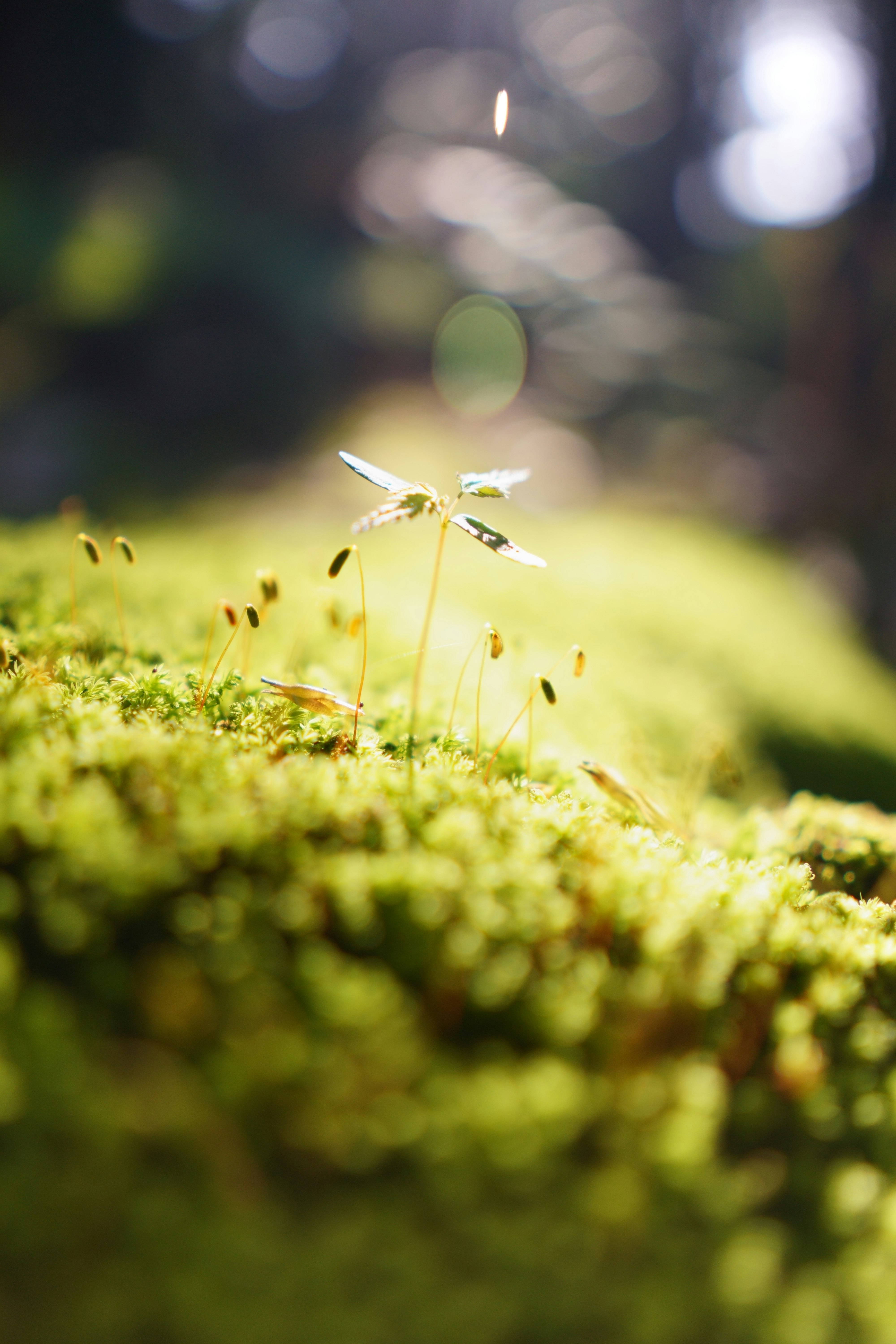 草むらに舞う小さな羽虫の飛翔