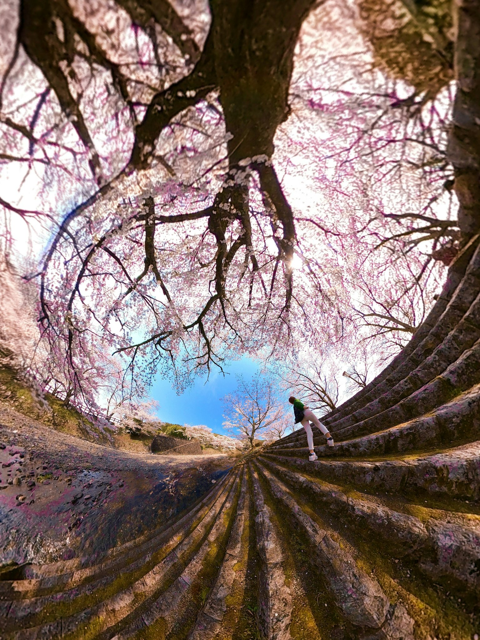 Kurvenstufen mit großen Baumästen in einer surrealen Landschaft