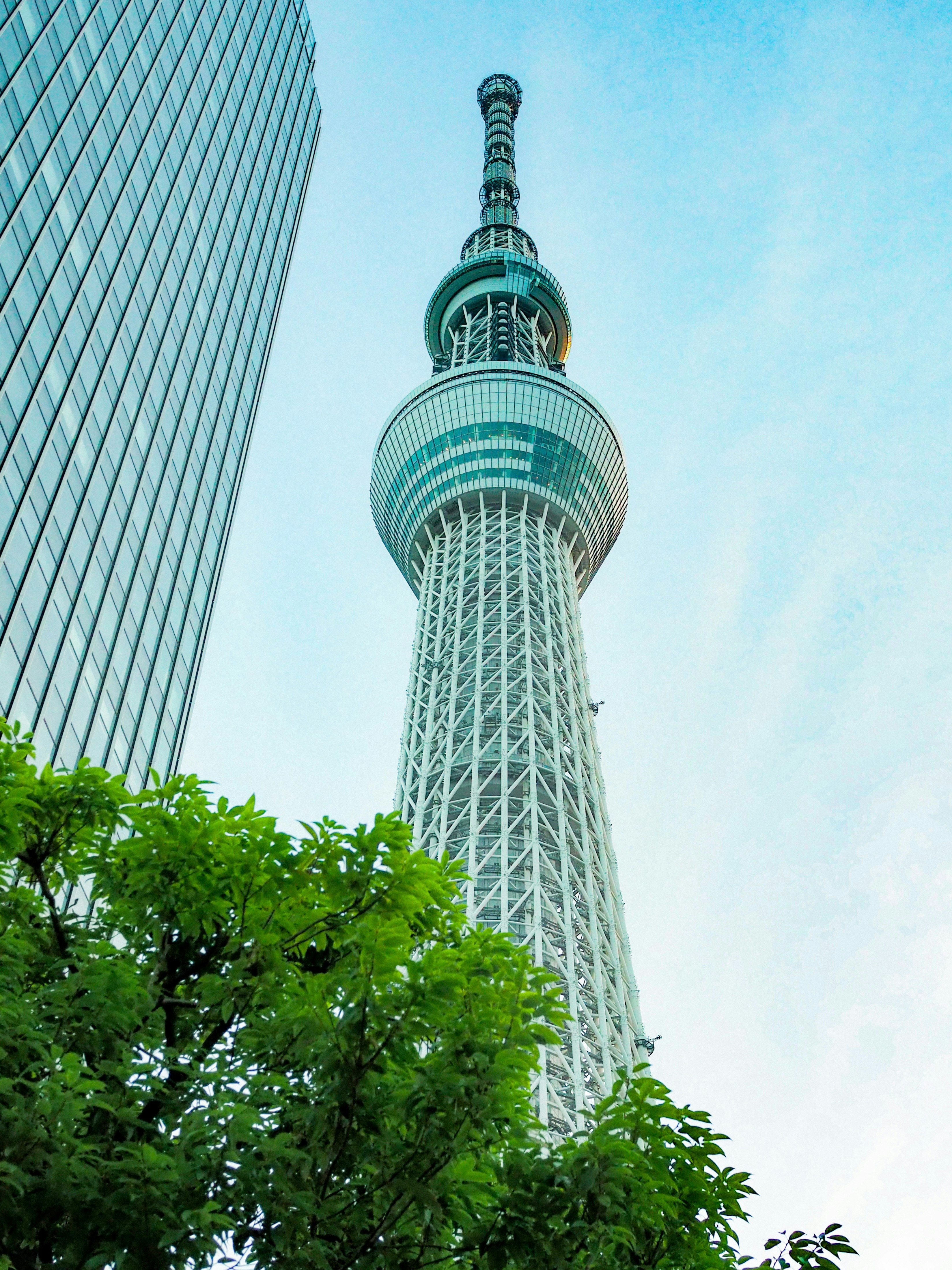 新緑の木々の間から見上げる東京スカイツリー