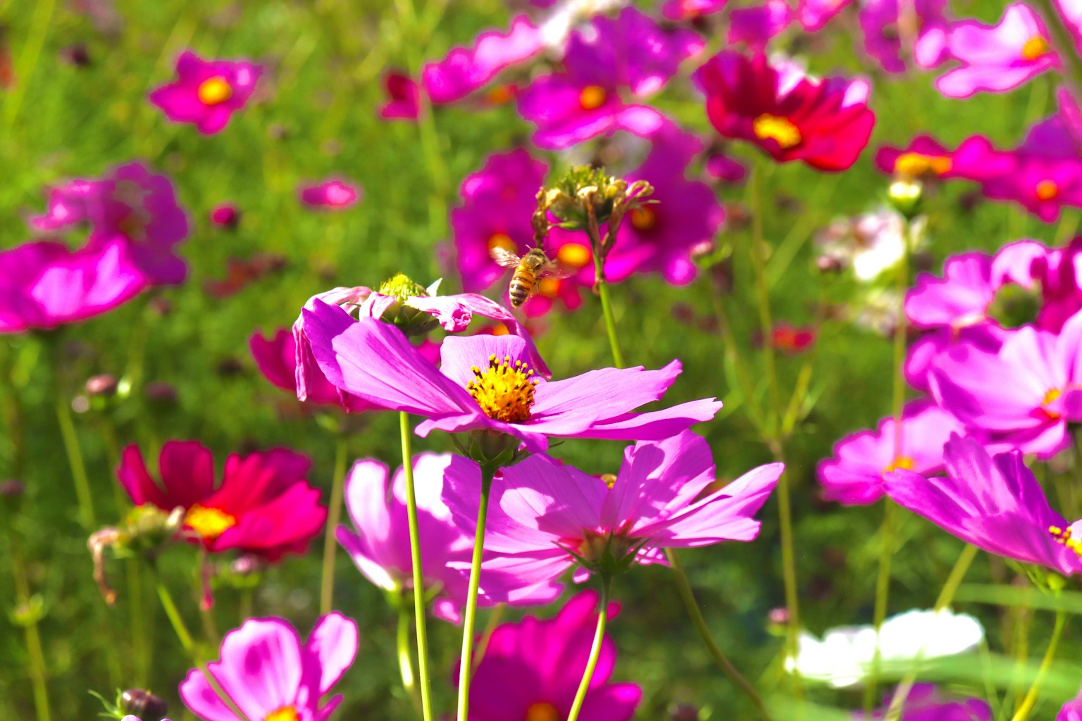 Vibrant cosmos flowers blooming in a field with a green background featuring pink and red petals
